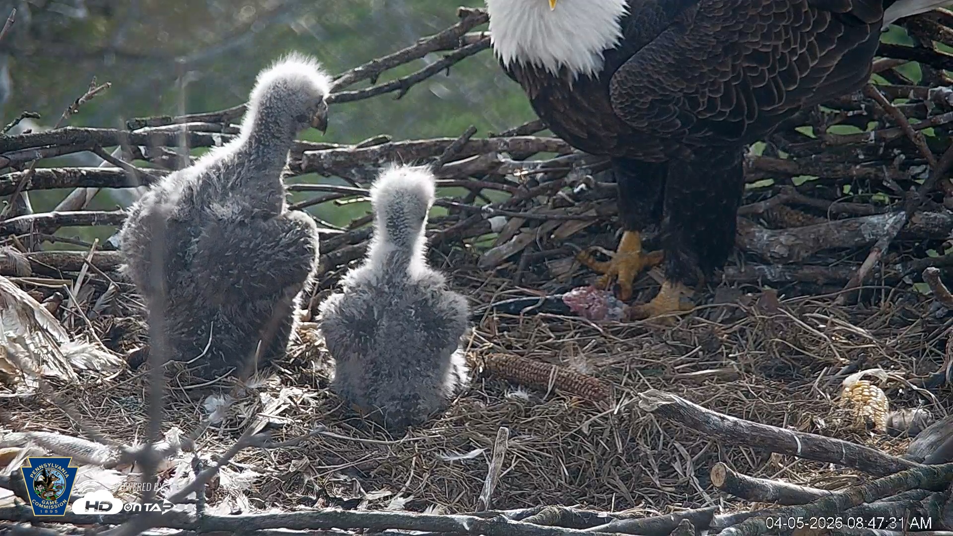 Snapshot of PA Farm Country Eagles Live Cams taken Apr 5, 2026, 8:48am EDT