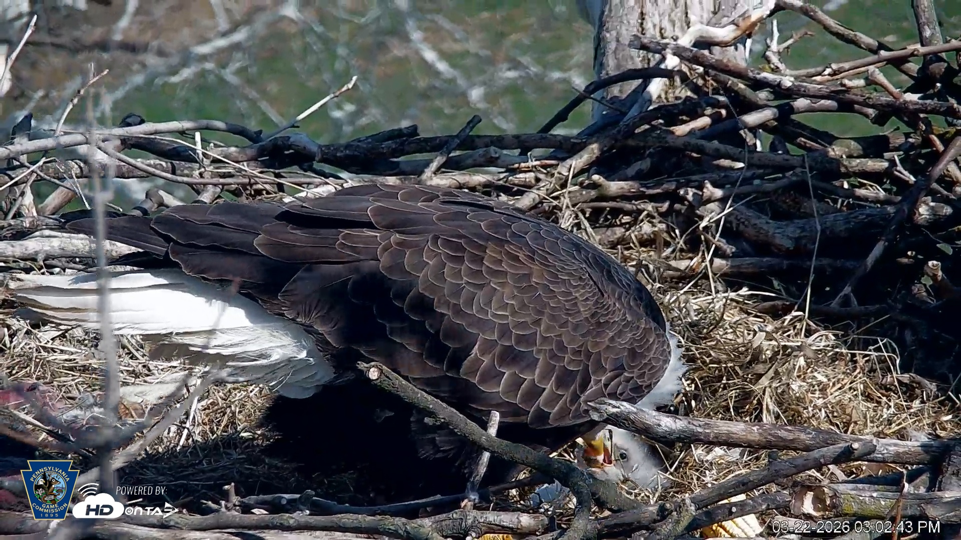 Snapshot of PA Farm Country Eagles Live Cams taken Mar 22, 2026, 3:03pm EDT