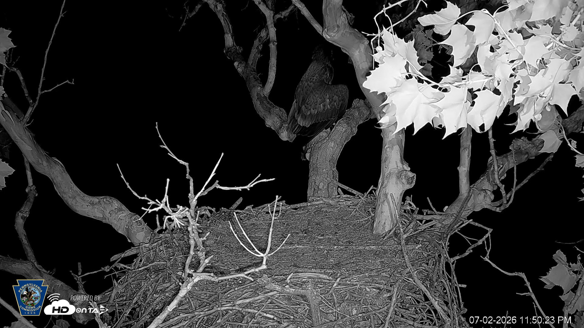 Snapshot of PA Farm Country Eagles Live Cams taken Jul 2, 2026, 11:51pm EDT