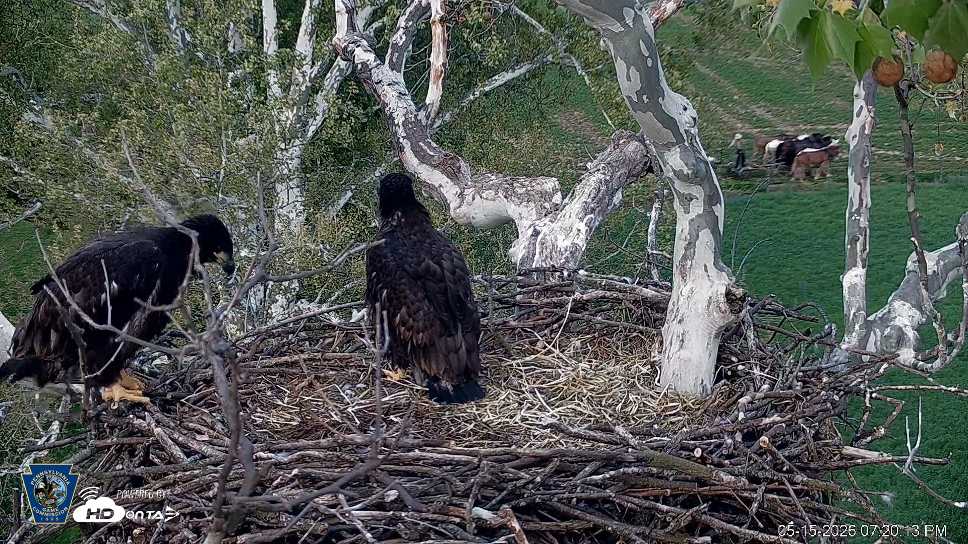 Snapshot of PA Farm Country Eagles Live Cams taken May 15, 2026, 7:20pm EDT