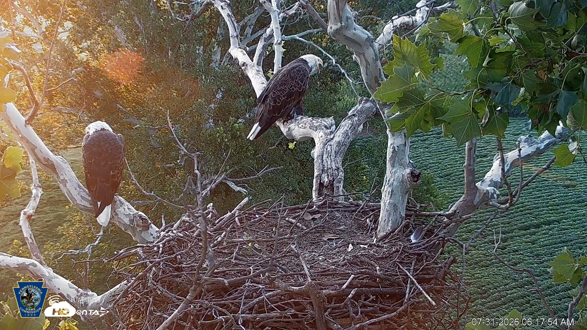 Snapshot of PA Farm Country Eagles Live Cams taken Jul 31, 2026, 6:18am EDT