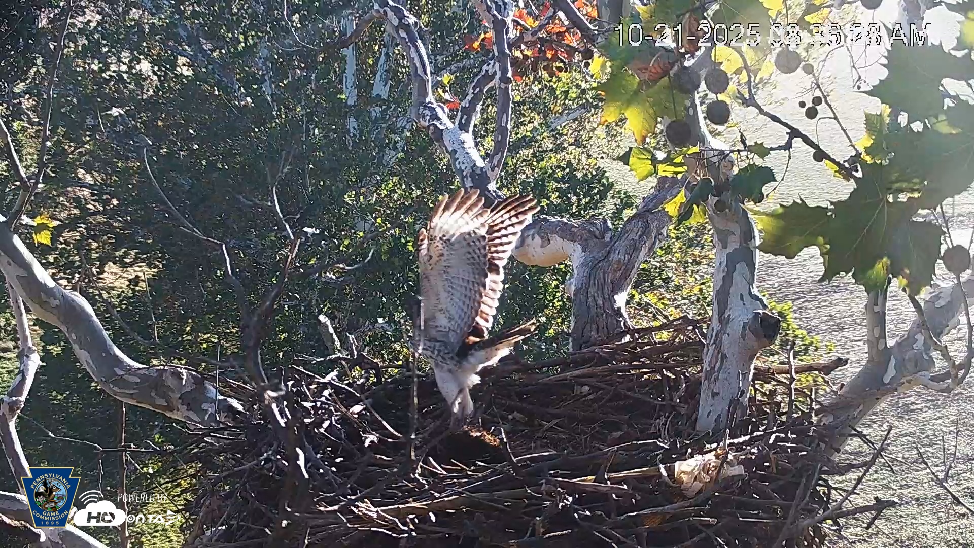 Snapshot of PA Farm Country Eagles Live Cams taken Oct 21, 2025, 8:37am EDT