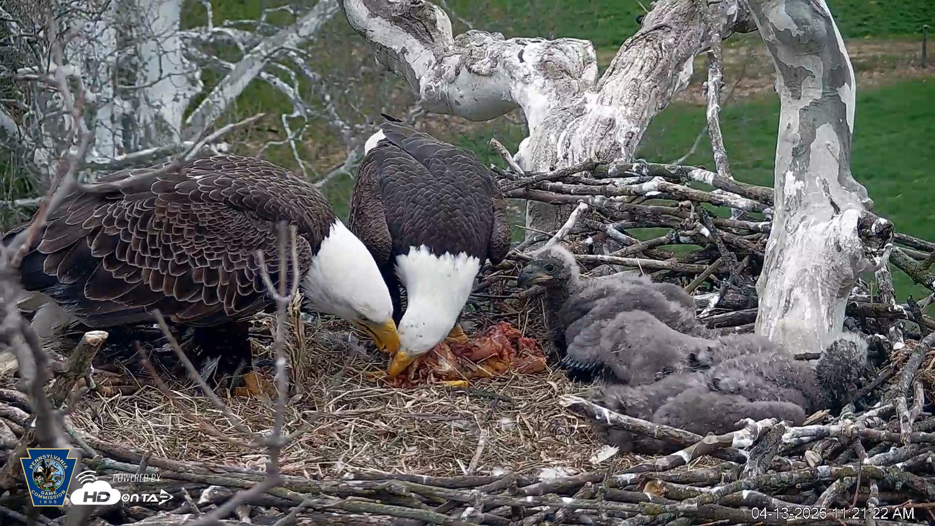 Snapshot of PA Farm Country Eagles Live Cams taken Apr 13, 2026, 11:22am EDT