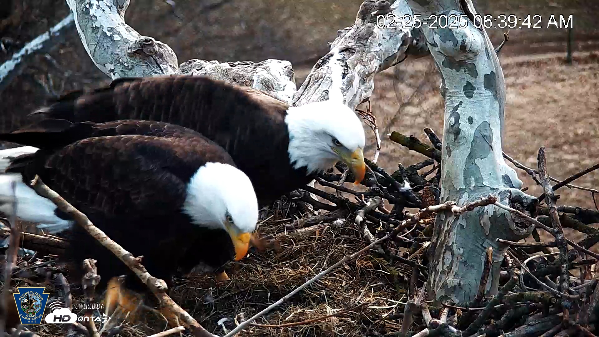 Snapshot of PA Farm Country Eagles Live Cams taken Feb 25, 2025, 6:40am EST