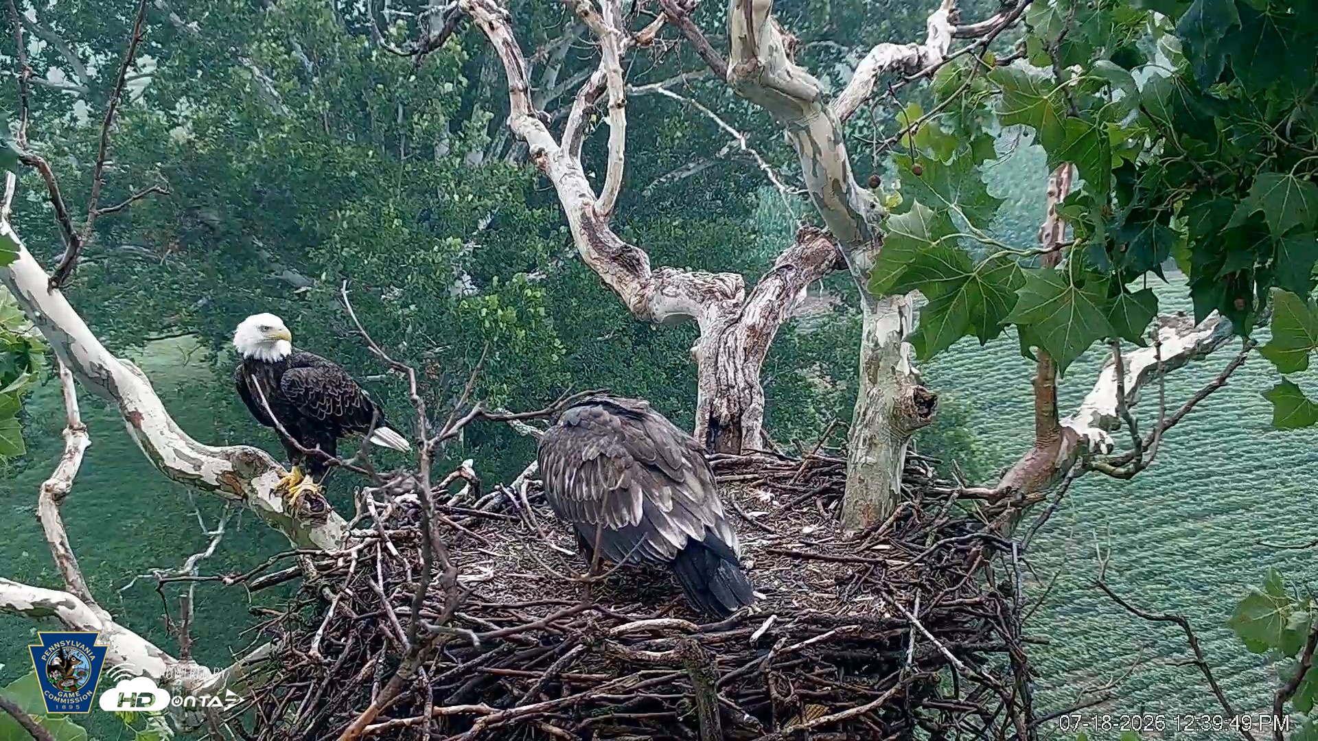 Snapshot of PA Farm Country Eagles Live Cams taken Jul 18, 2026, 12:41pm EDT
