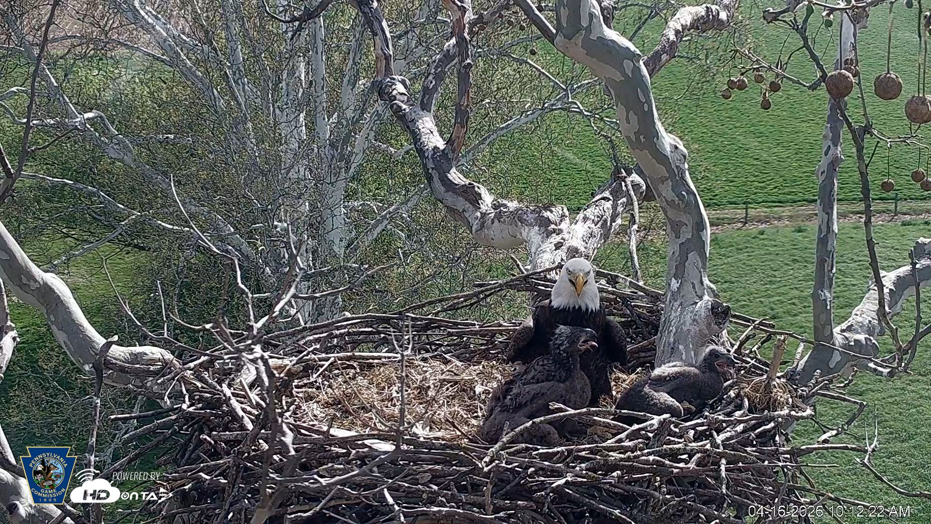 Snapshot of PA Farm Country Eagles Live Cams taken Apr 16, 2026, 10:13am EDT