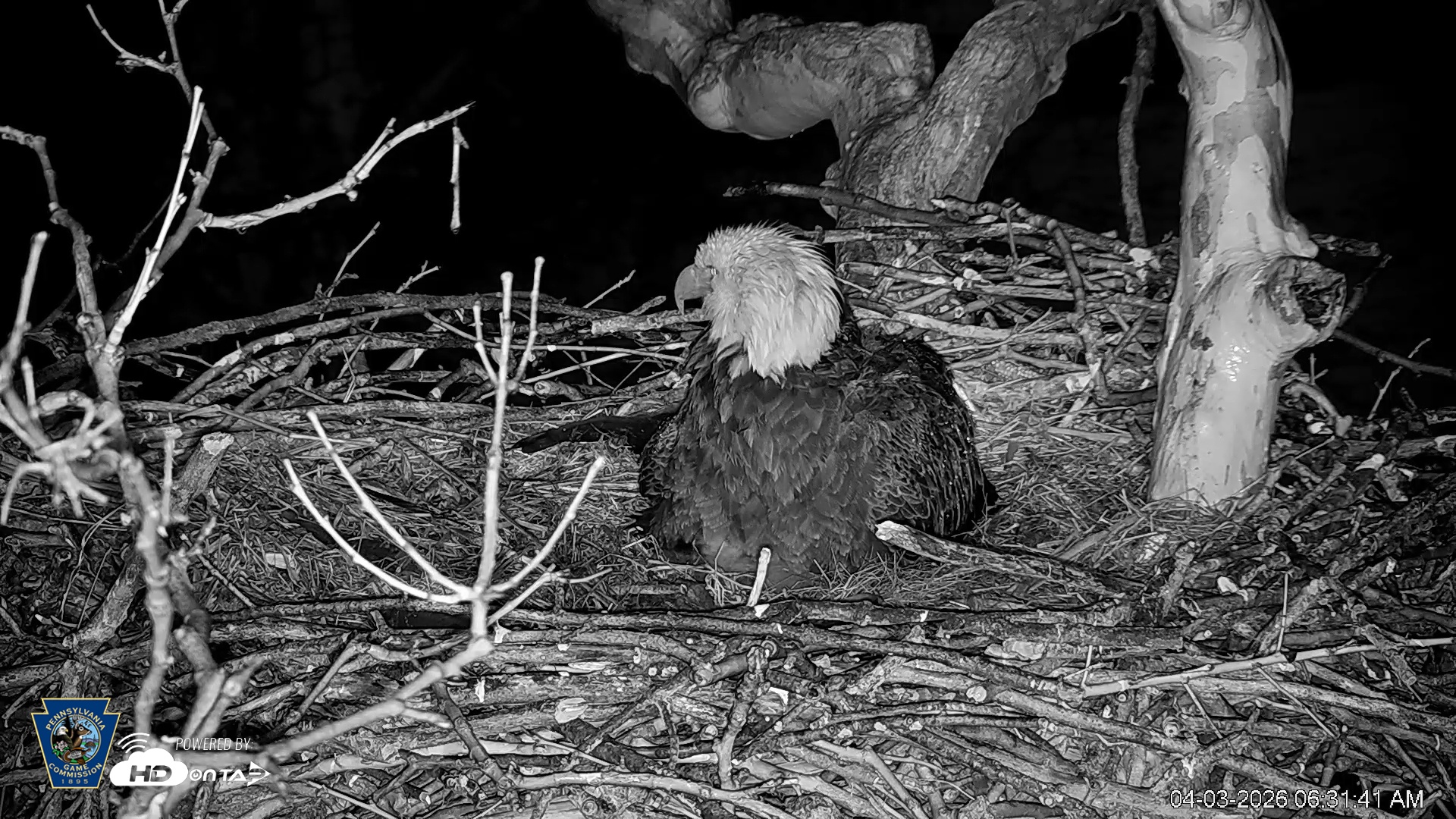 Snapshot of PA Farm Country Eagles Live Cams taken Apr 3, 2026, 6:32am EDT