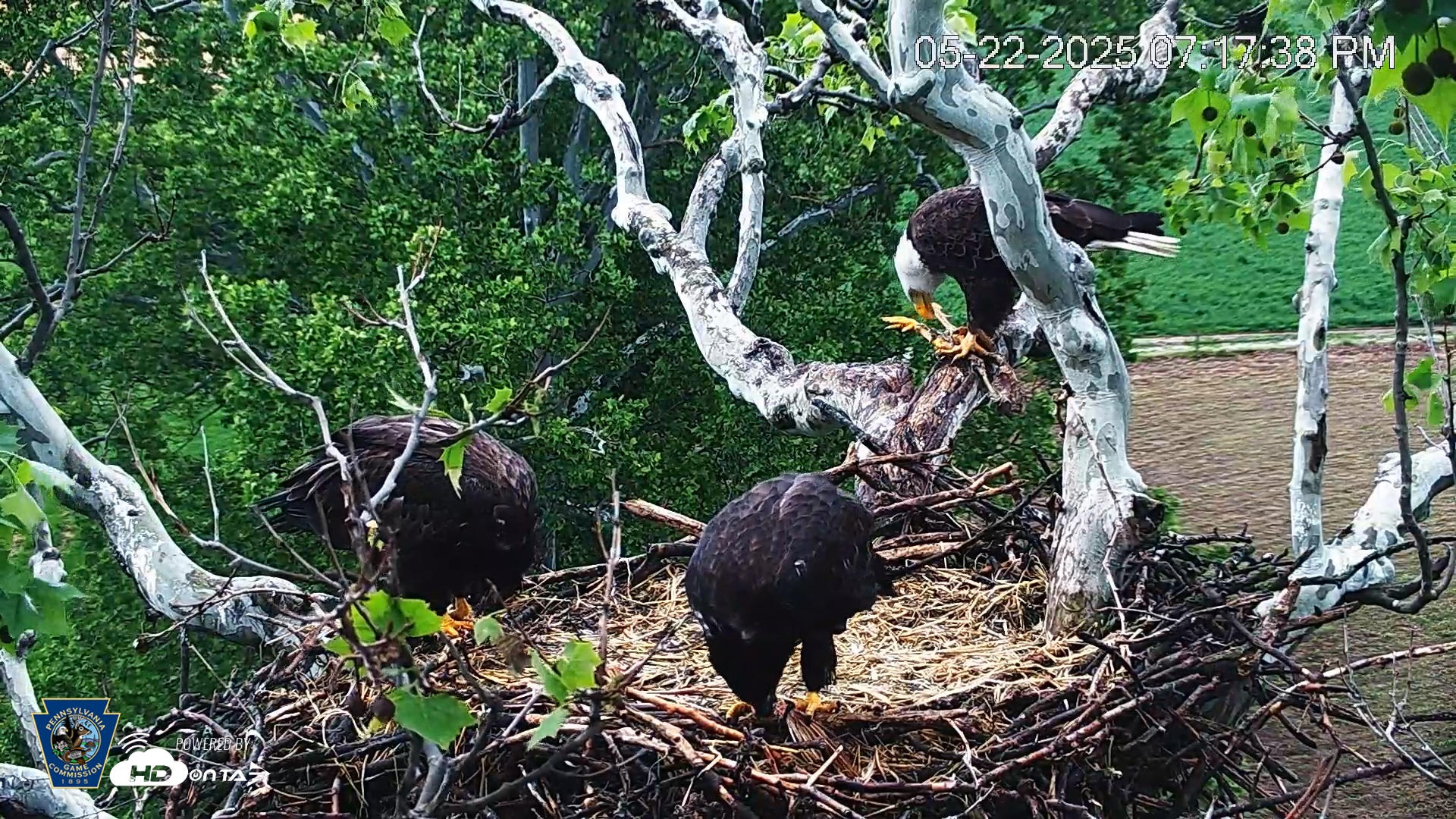 Snapshot of PA Farm Country Eagles Live Cams taken May 22, 2025, 7:18pm EDT