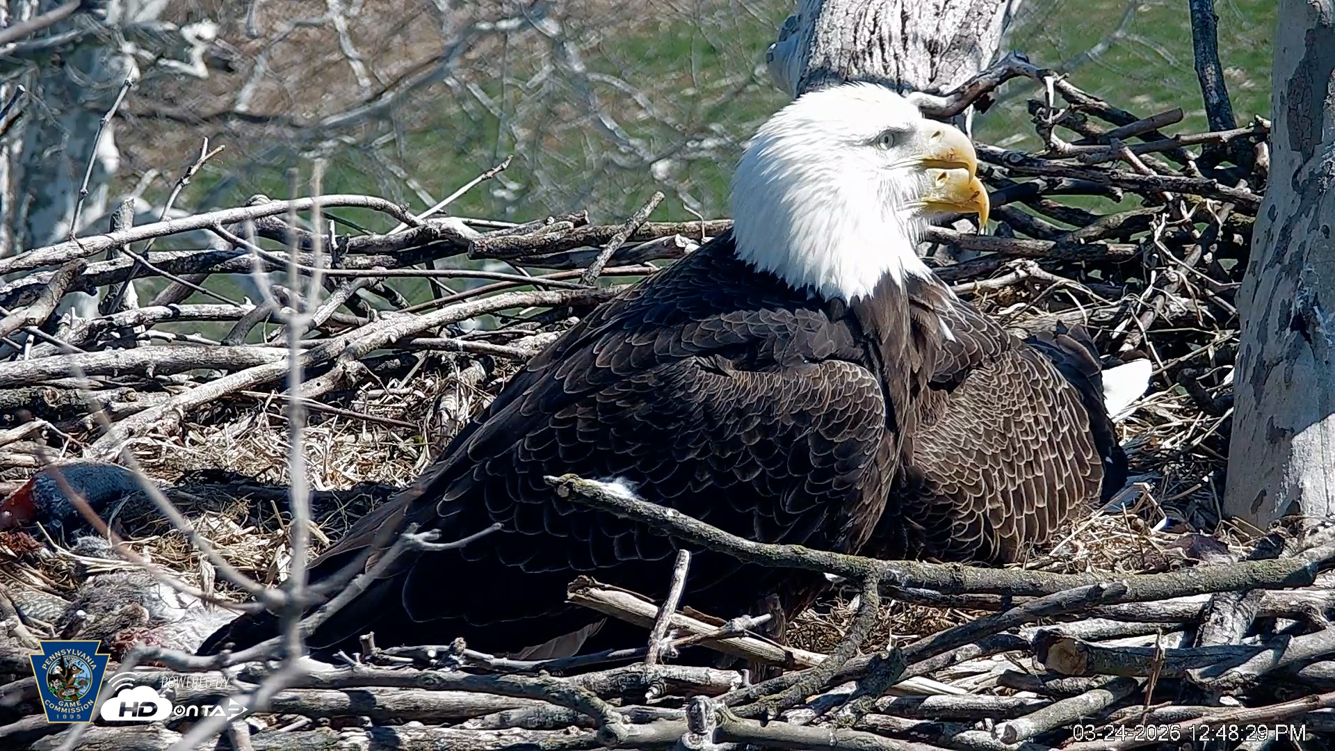 Snapshot of PA Farm Country Eagles Live Cams taken Mar 24, 2026, 12:49pm EDT
