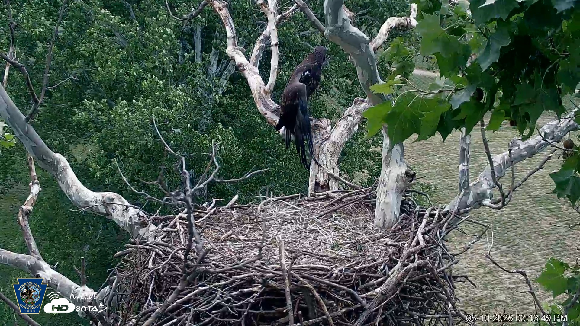 Snapshot of PA Farm Country Eagles Live Cams taken Jun 10, 2026, 3:15pm EDT
