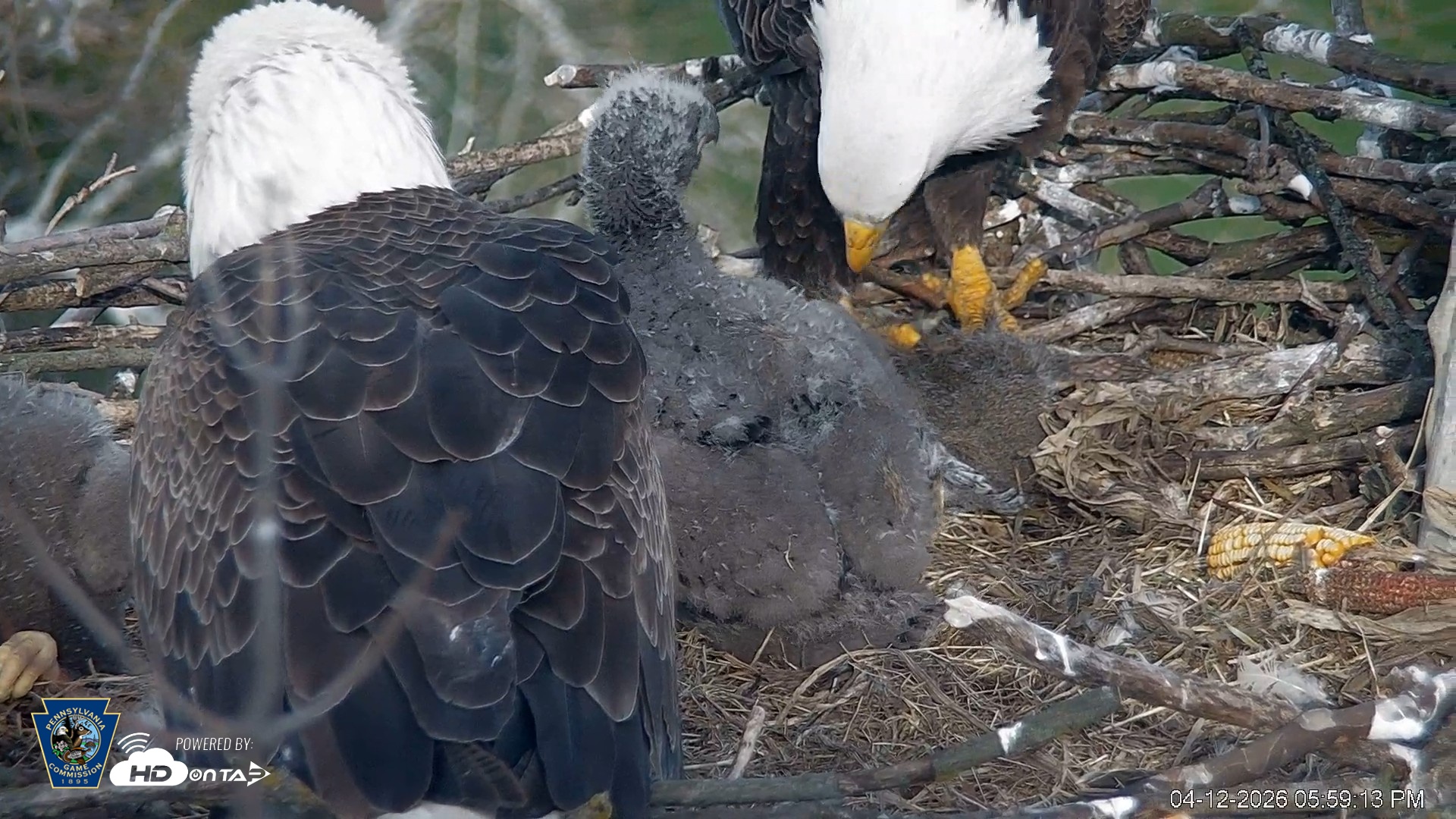 Snapshot of PA Farm Country Eagles Live Cams taken Apr 12, 2026, 5:59pm EDT