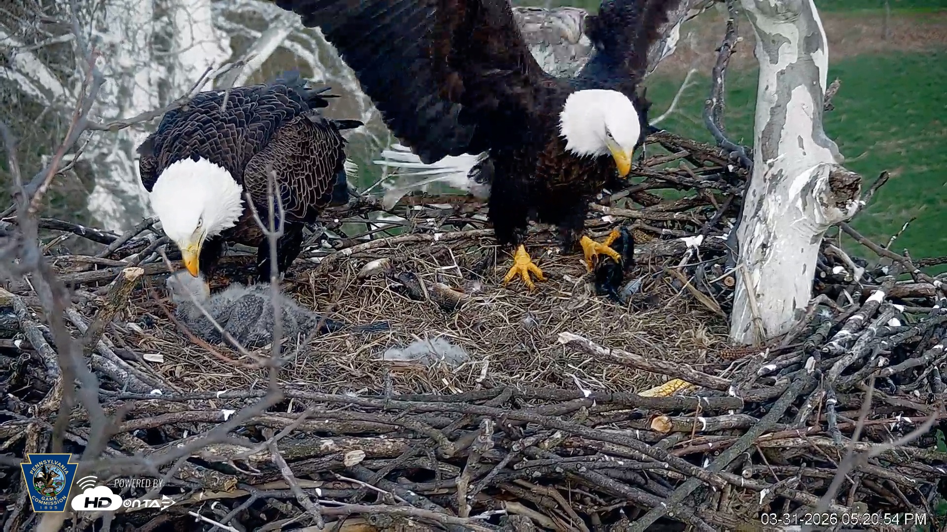 Snapshot of PA Farm Country Eagles Live Cams taken Mar 31, 2026, 5:24pm EDT