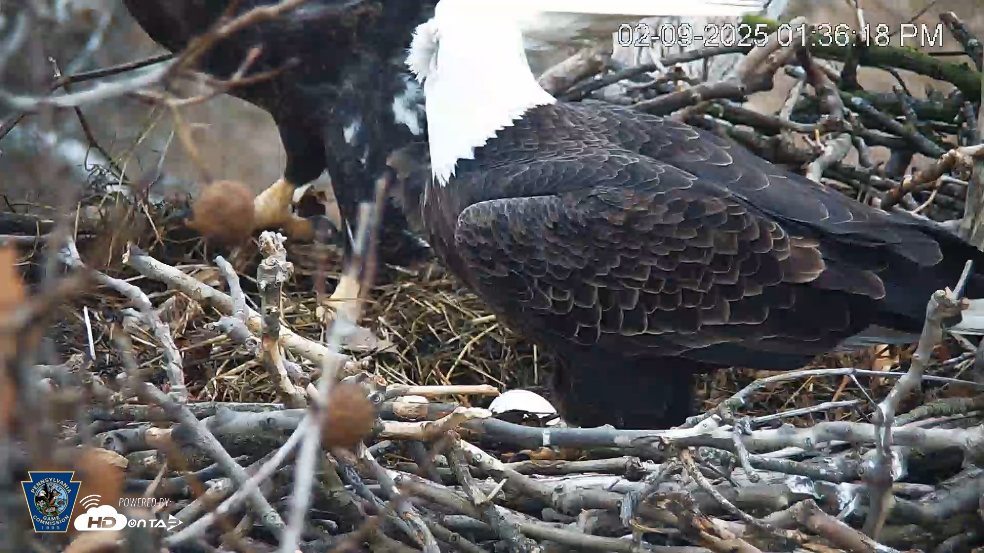 Snapshot of PA Farm Country Eagles Live Cams taken Feb 9, 2025, 1:37pm EST