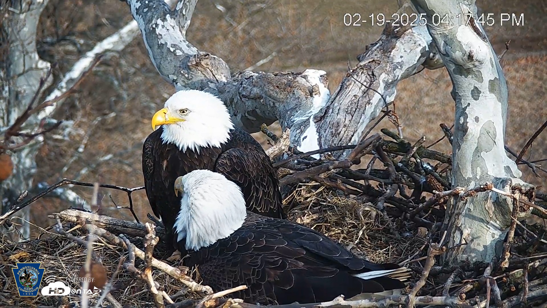 Snapshot of PA Farm Country Eagles Live Cams taken Feb 19, 2025, 4:18pm EST