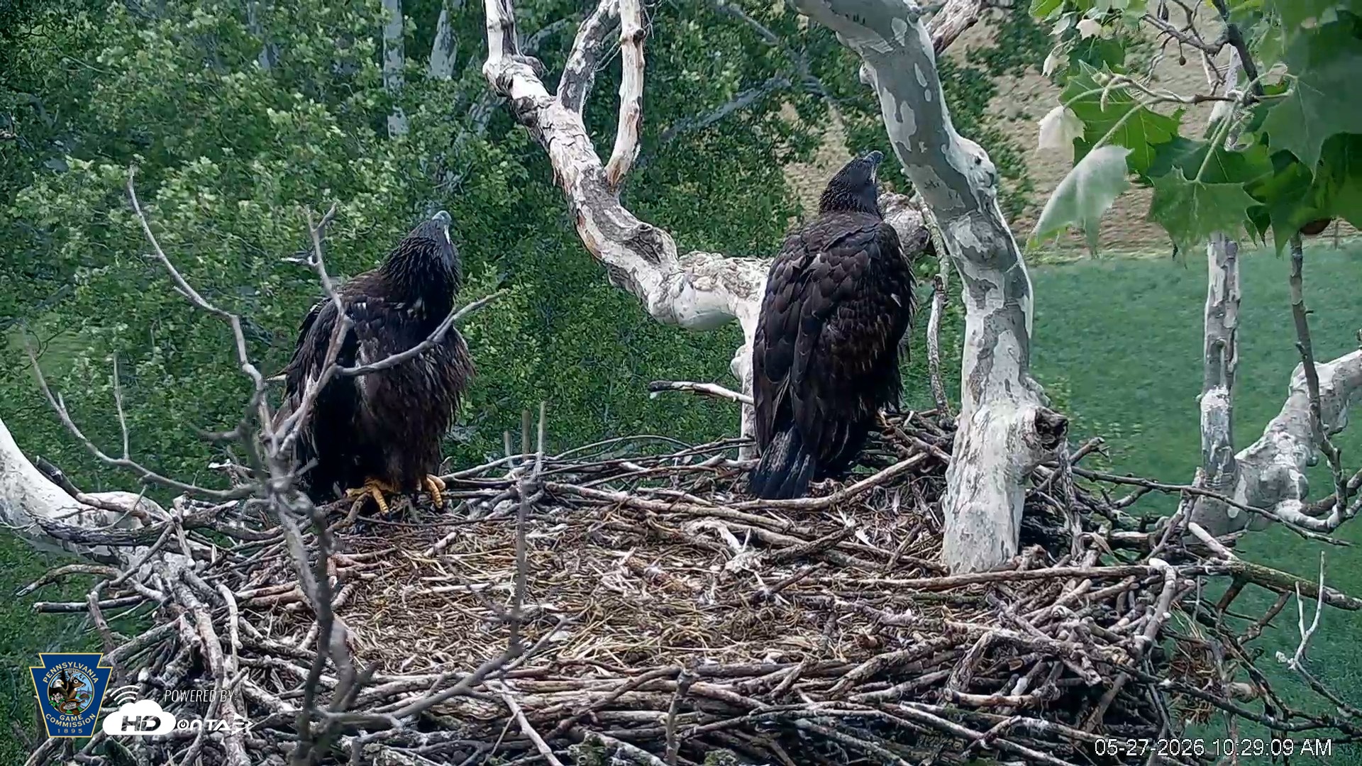 Snapshot of PA Farm Country Eagles Live Cams taken May 27, 2026, 10:30am EDT