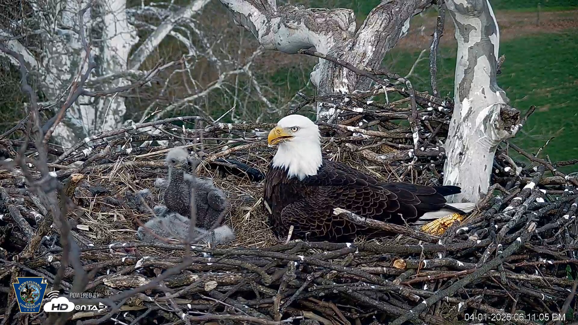 Snapshot of PA Farm Country Eagles Live Cams taken Apr 1, 2026, 6:11pm EDT