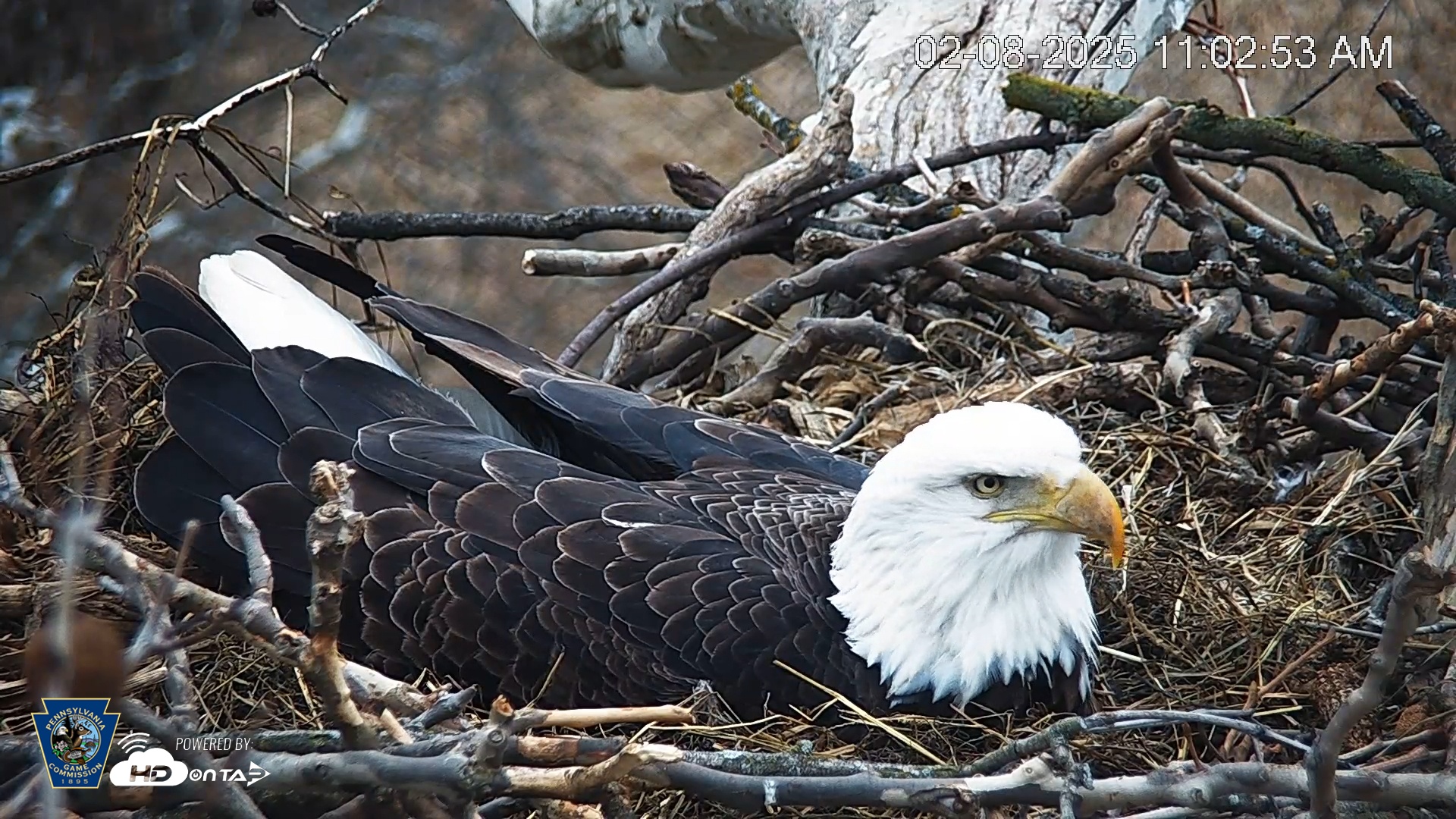 Snapshot of PA Farm Country Eagles Live Cams taken Feb 8, 2025, 11:03am EST