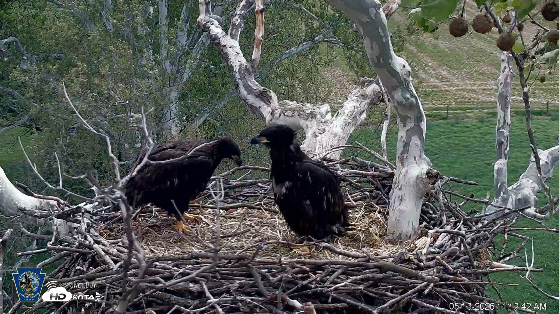 Snapshot of PA Farm Country Eagles Live Cams taken May 13, 2026, 11:14am EDT
