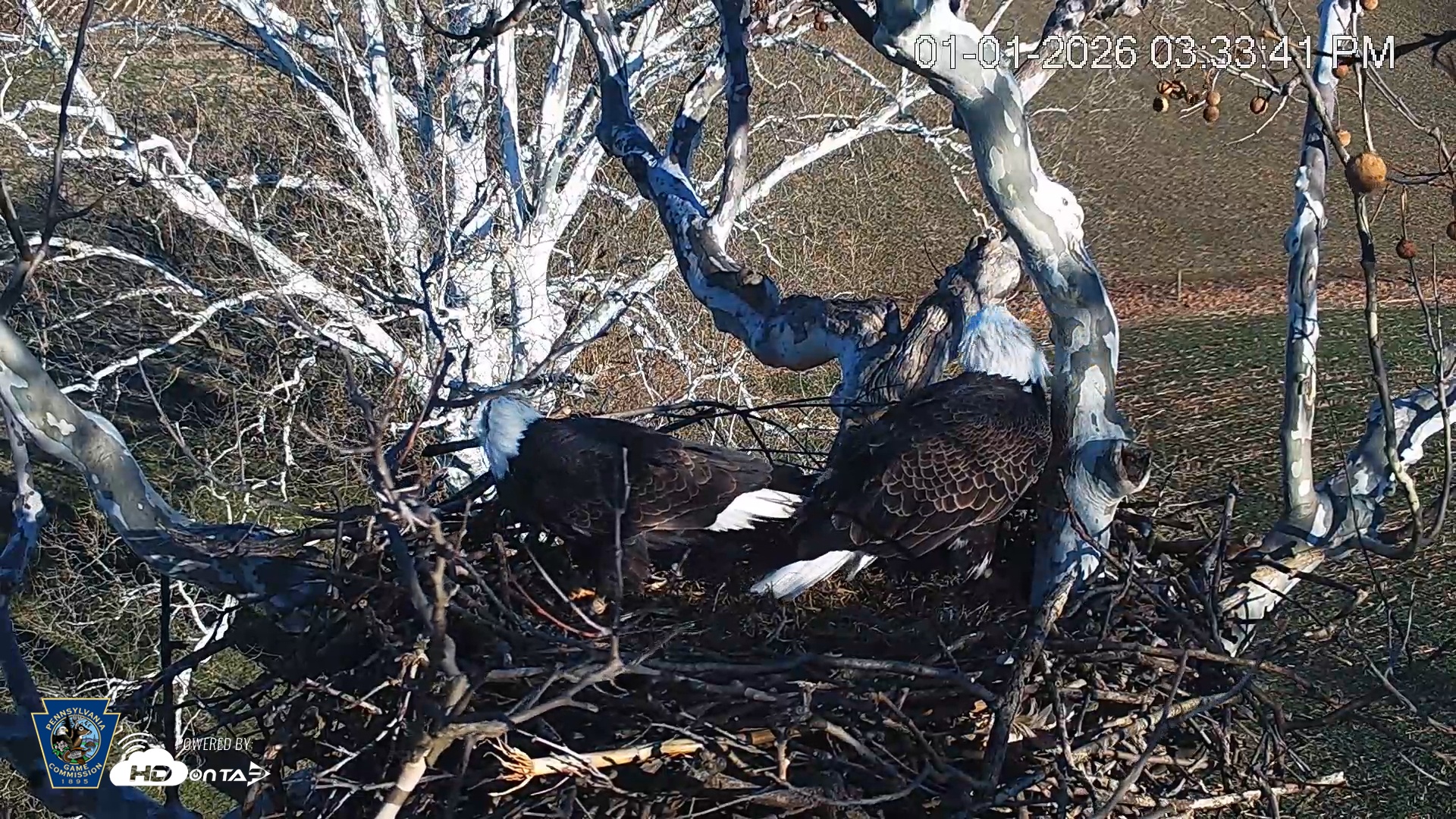 Snapshot of PA Farm Country Eagles Live Cams taken Jan 1, 2026, 3:34pm EST
