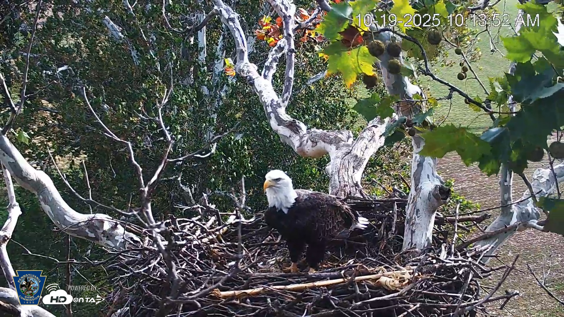 Snapshot of PA Farm Country Eagles Live Cams taken Oct 19, 2025, 10:14am EDT