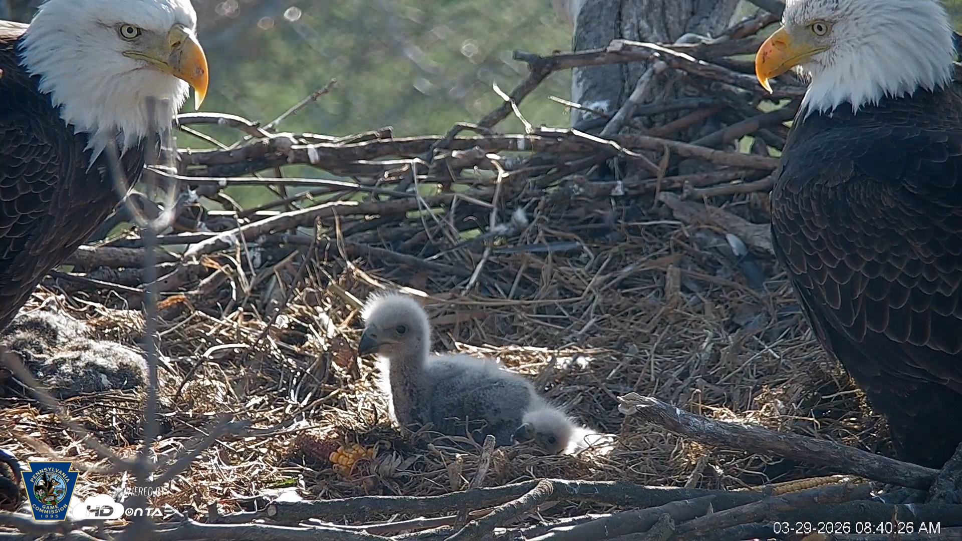 Snapshot of PA Farm Country Eagles Live Cams taken Mar 29, 2026, 8:41am EDT