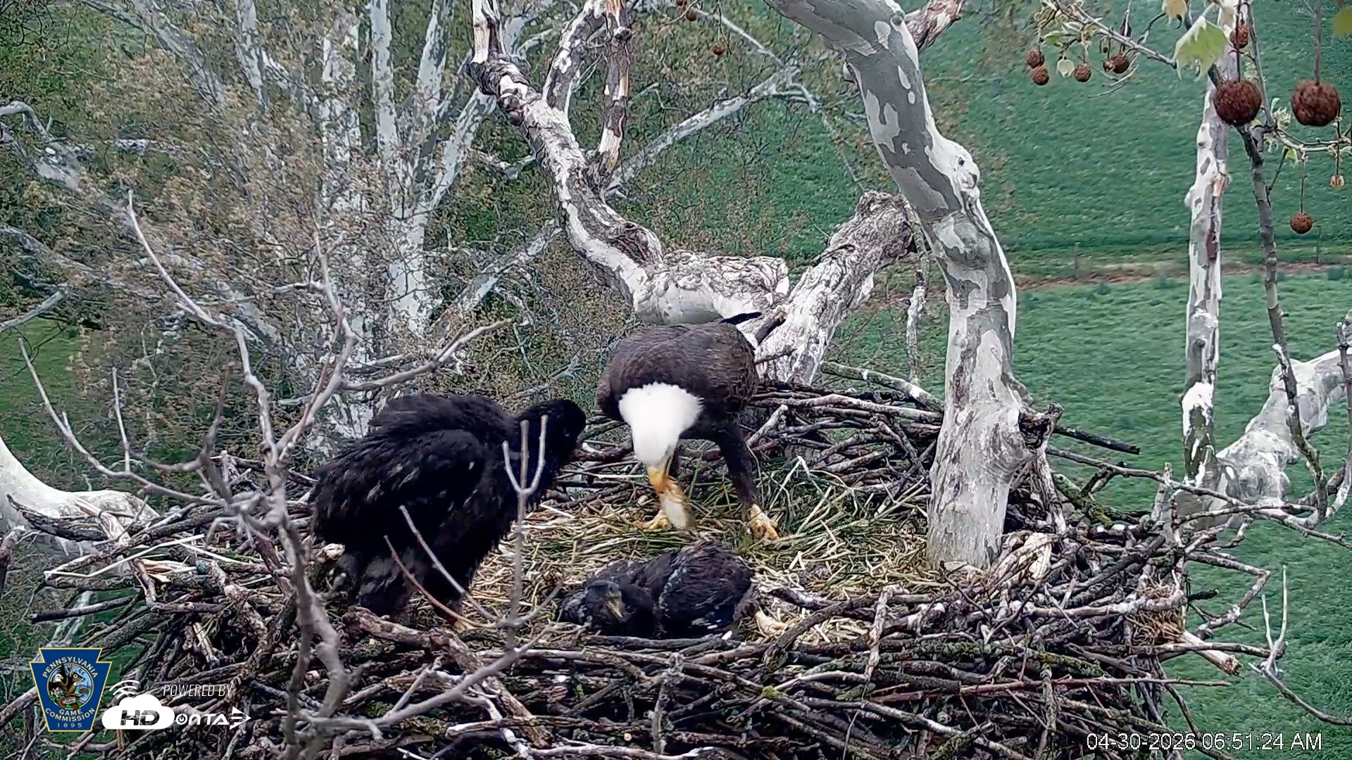 Snapshot of PA Farm Country Eagles Live Cams taken Apr 30, 2026, 6:54am EDT