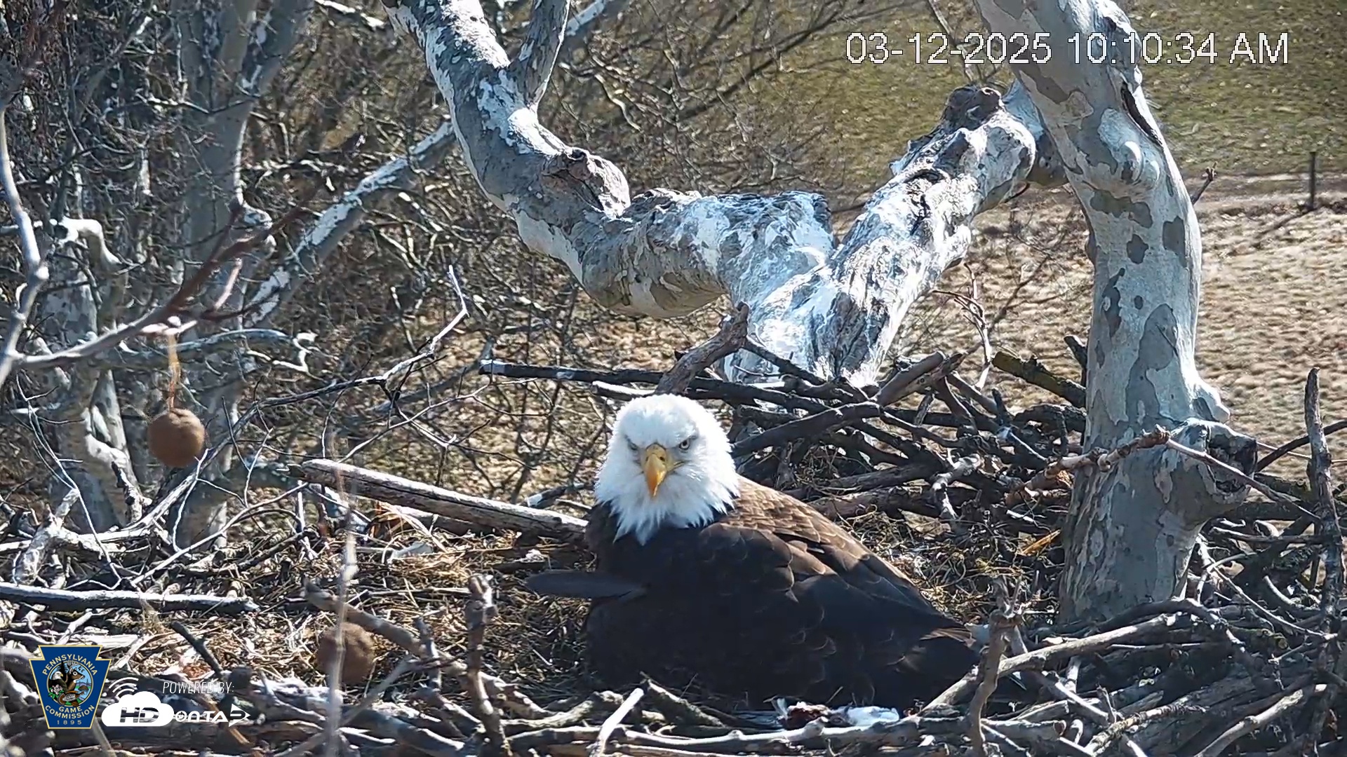 Snapshot of PA Farm Country Eagles Live Cams taken Mar 12, 2025, 10:11am EDT
