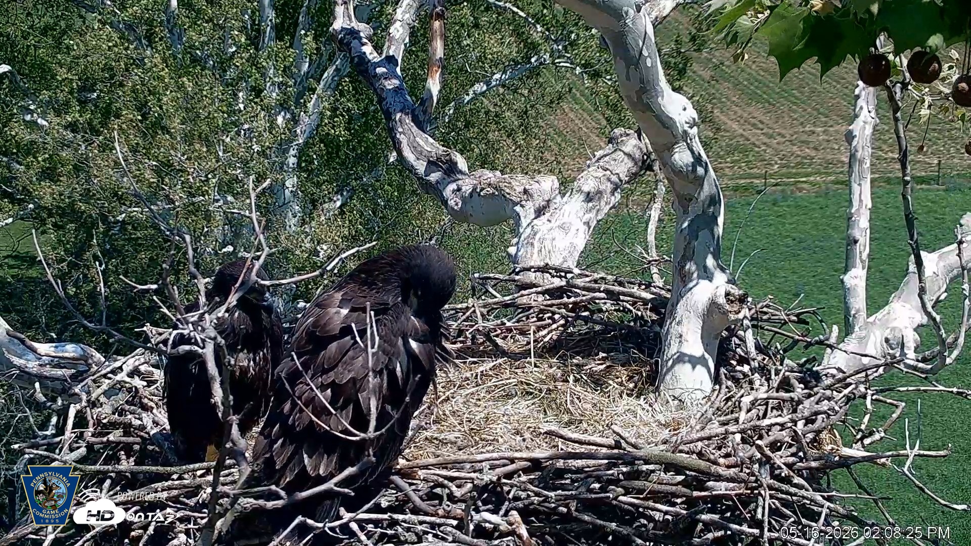 Snapshot of PA Farm Country Eagles Live Cams taken May 16, 2026, 2:09pm EDT