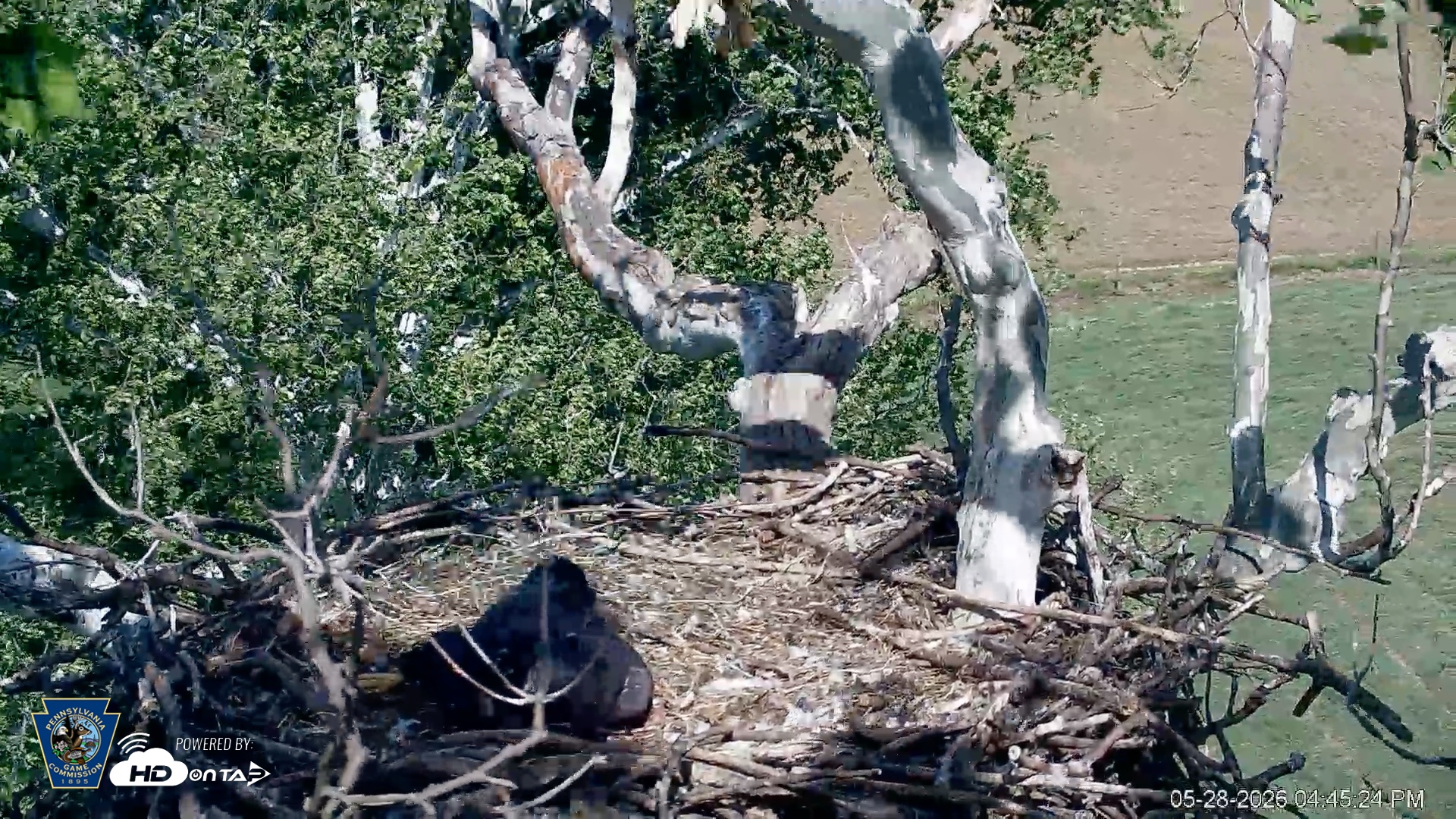 Snapshot of PA Farm Country Eagles Live Cams taken May 28, 2026, 4:47pm EDT
