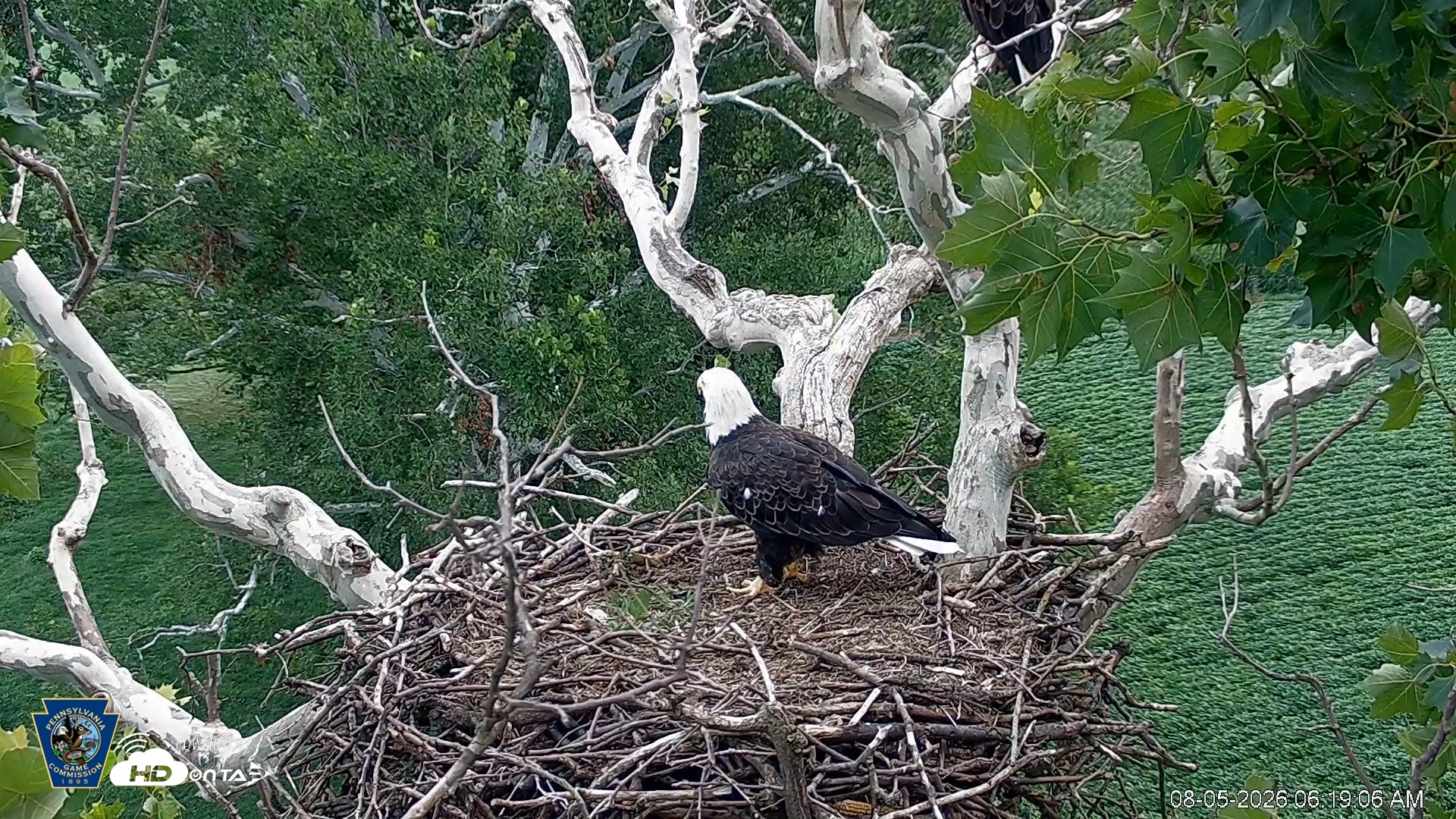 Snapshot of PA Farm Country Eagles Live Cams taken Aug 5, 2026, 6:20am EDT