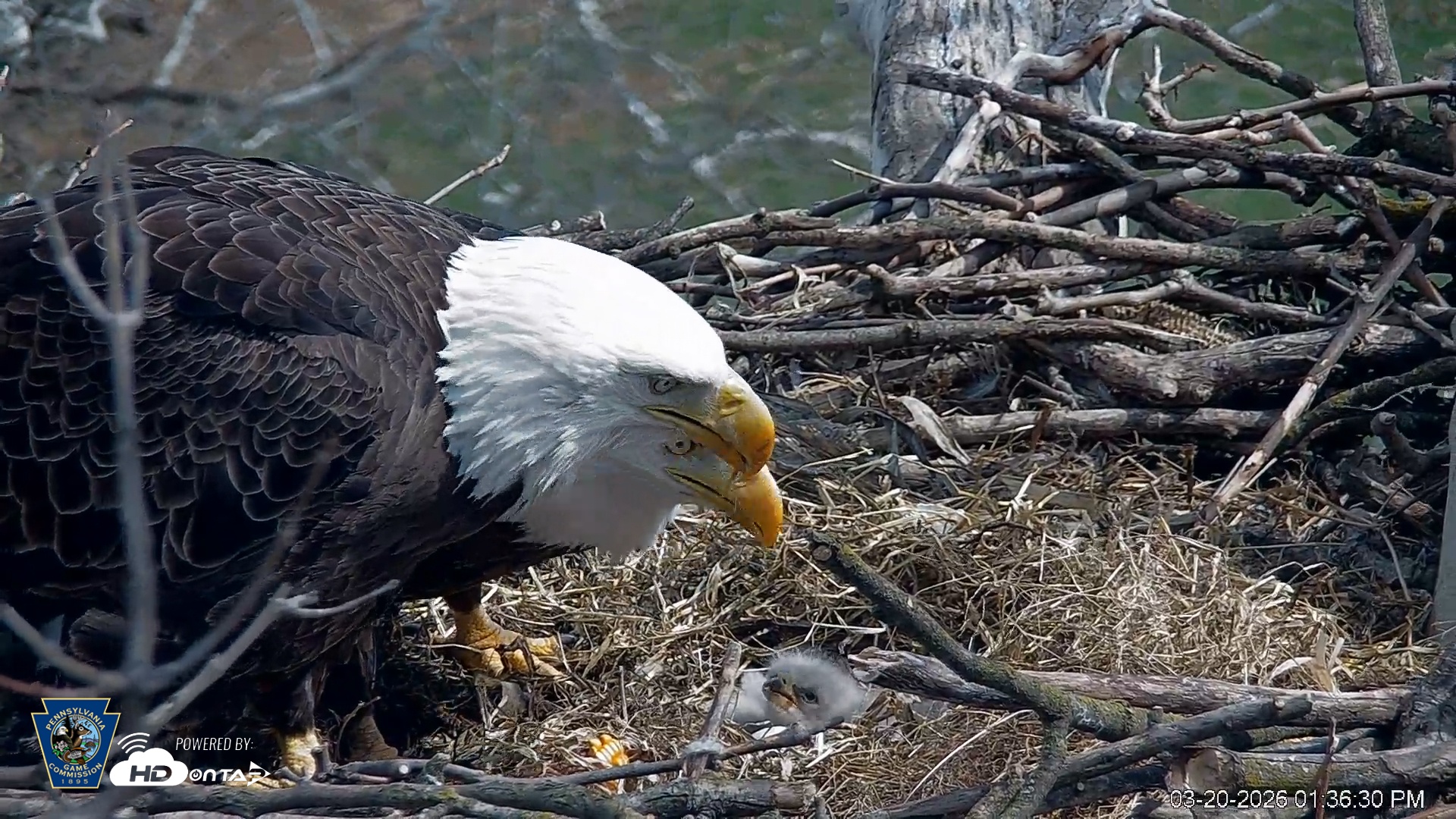 Snapshot of PA Farm Country Eagles Live Cams taken Mar 20, 2026, 1:37pm EDT
