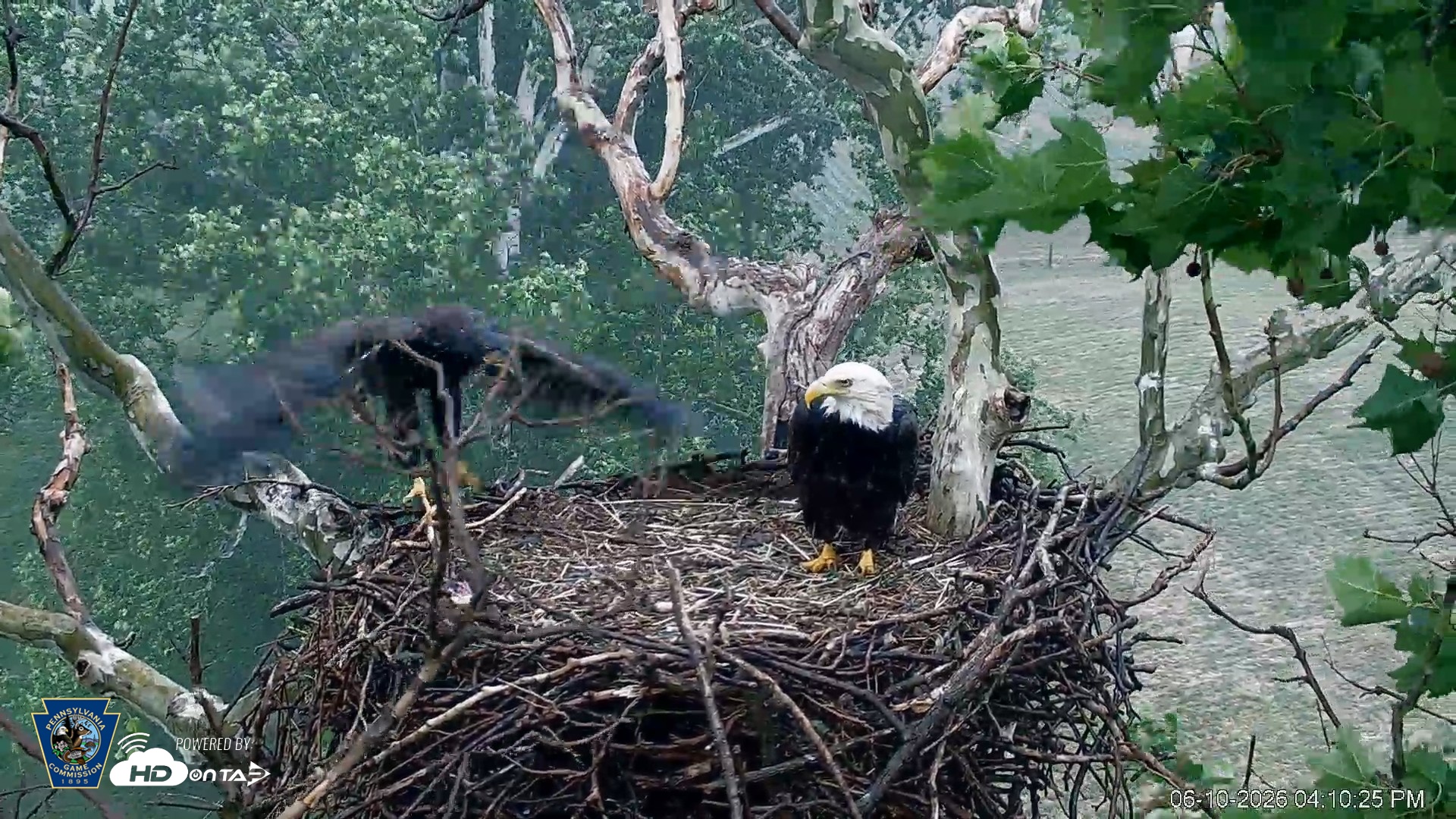 Snapshot of PA Farm Country Eagles Live Cams taken Jun 10, 2026, 4:12pm EDT