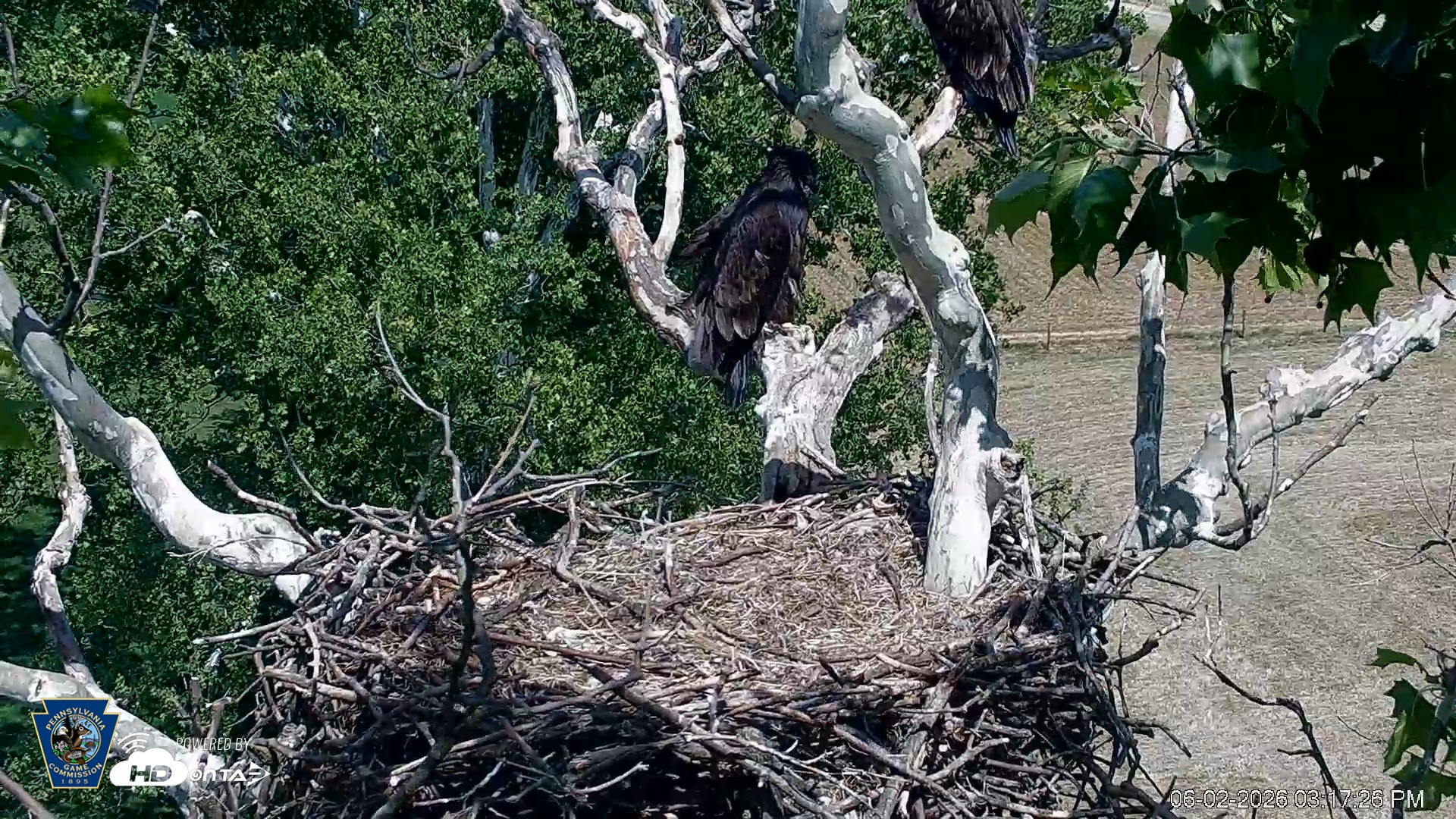 Snapshot of PA Farm Country Eagles Live Cams taken Jun 2, 2026, 3:18pm EDT