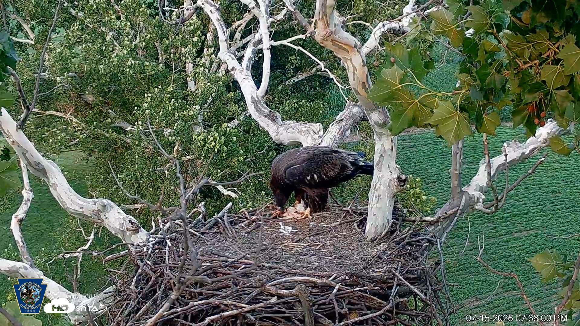 Snapshot of PA Farm Country Eagles Live Cams taken Jul 15, 2026, 7:40pm EDT