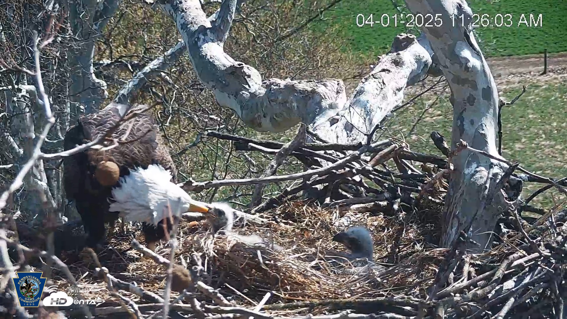Snapshot of PA Farm Country Eagles Live Cams taken Apr 1, 2025, 11:26am EDT