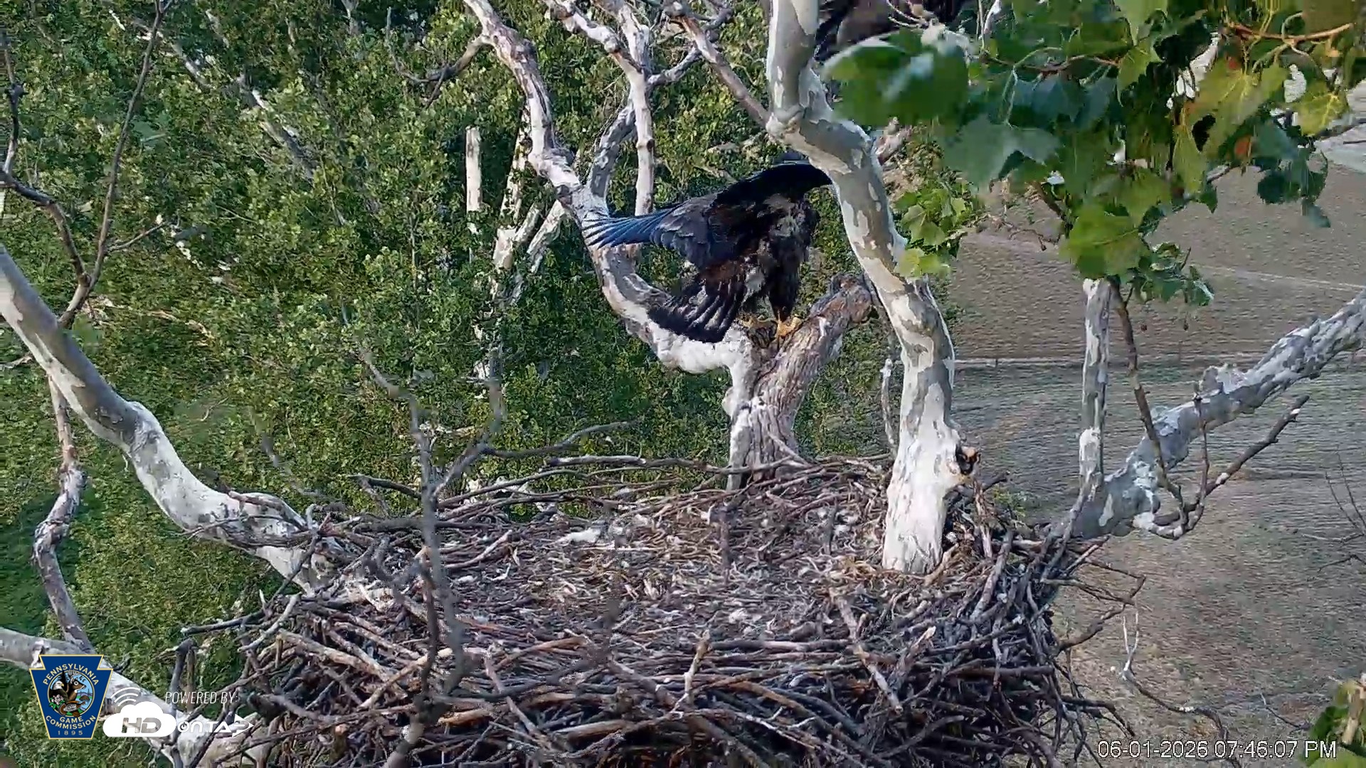Snapshot of PA Farm Country Eagles Live Cams taken Jun 1, 2026, 7:46pm EDT