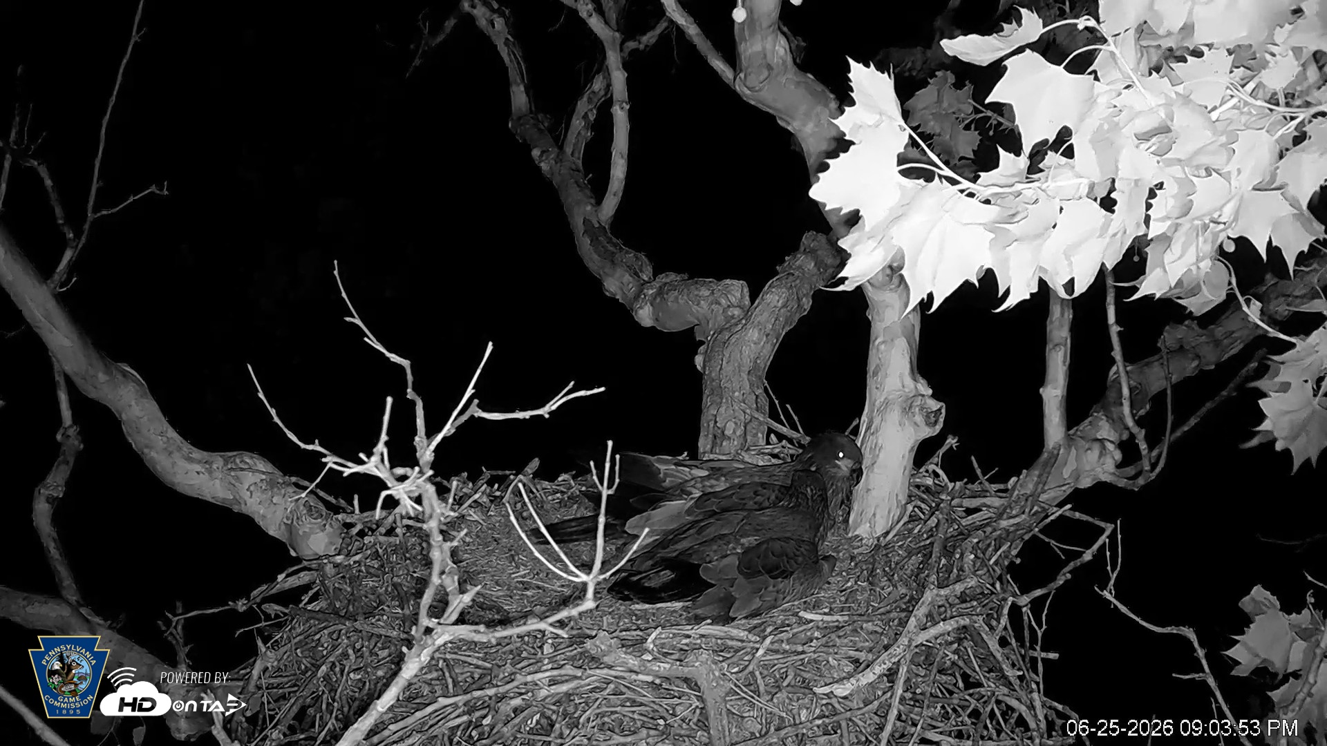 Snapshot of PA Farm Country Eagles Live Cams taken Jun 25, 2026, 9:04pm EDT