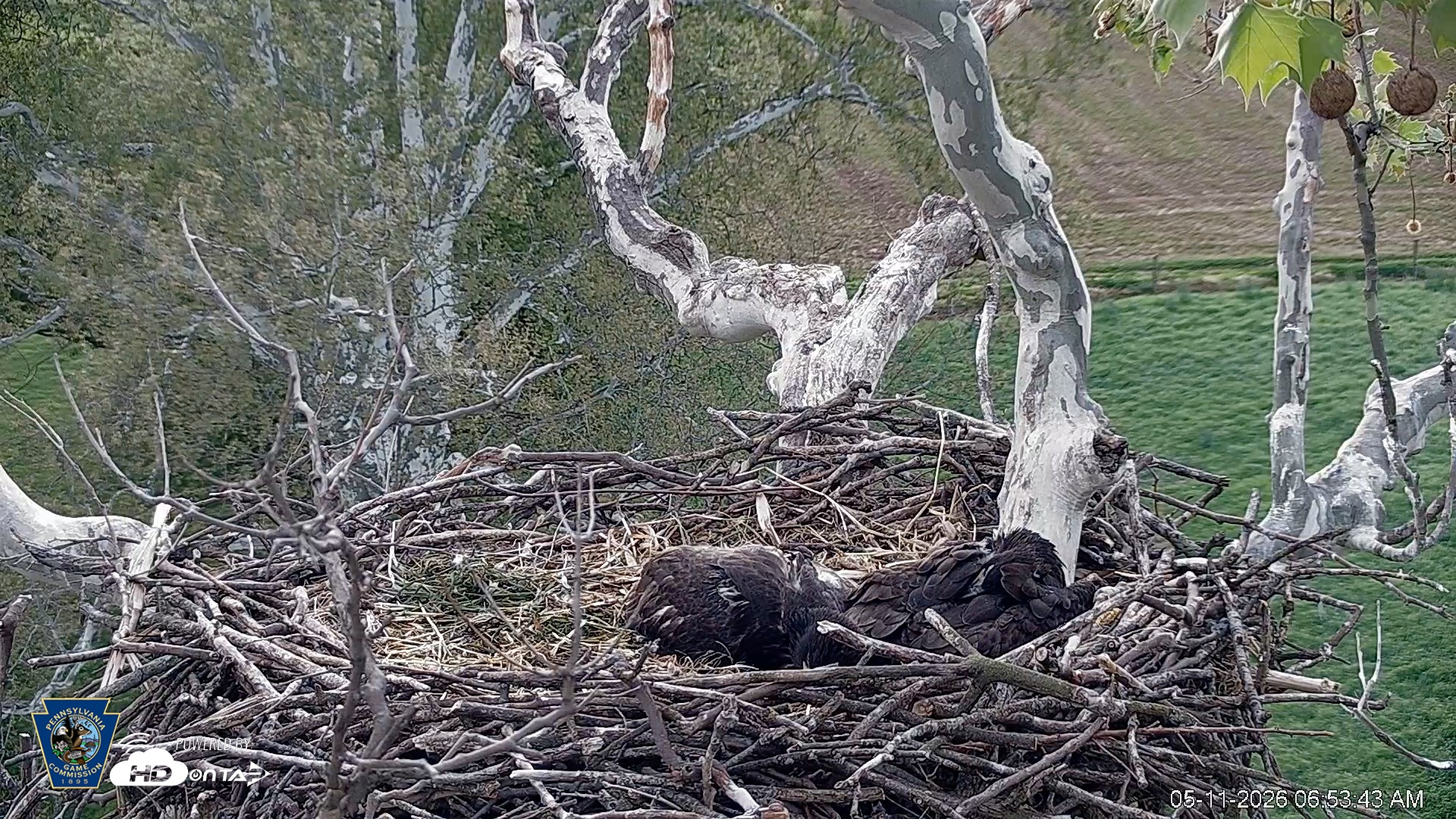 Snapshot of PA Farm Country Eagles Live Cams taken May 11, 2026, 6:54am EDT