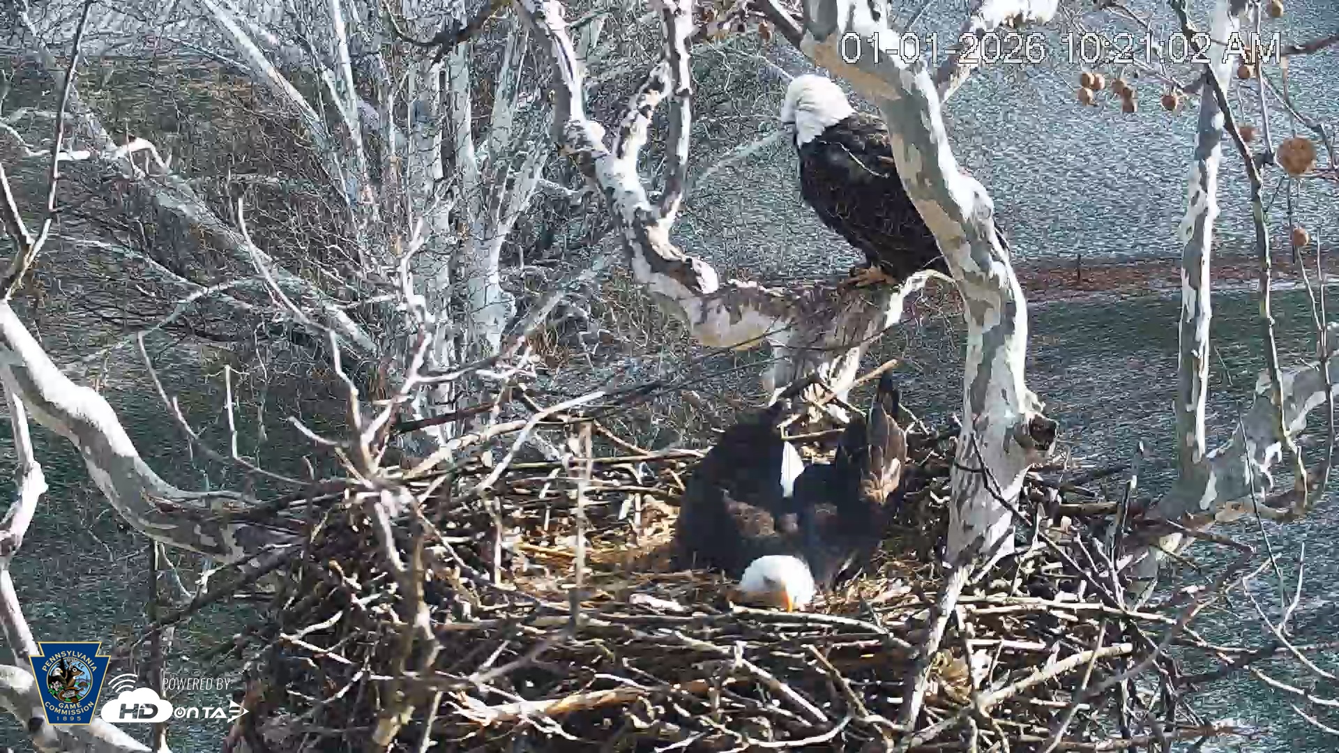 Snapshot of PA Farm Country Eagles Live Cams taken Jan 1, 2026, 10:21am EST