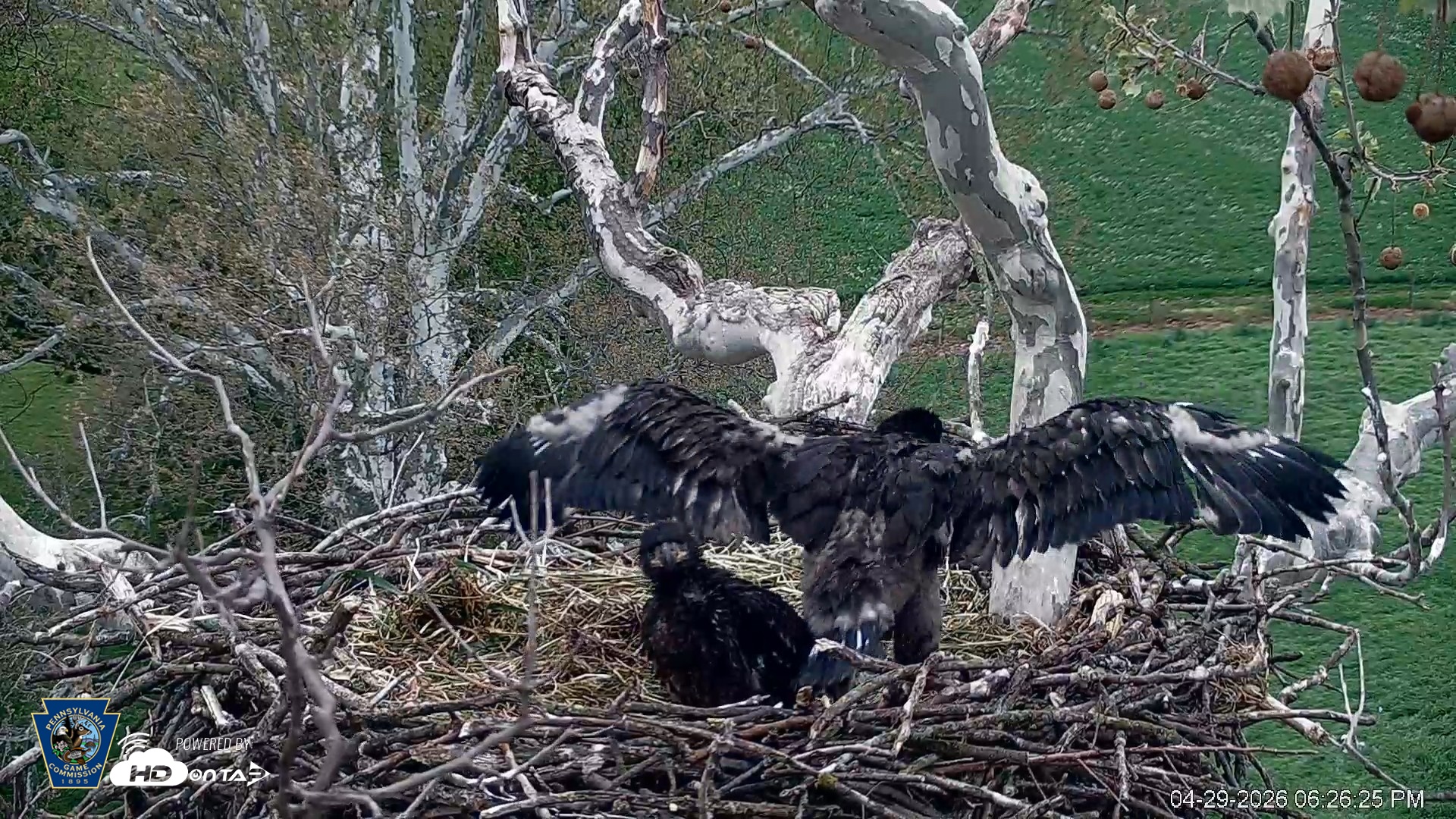 Snapshot of PA Farm Country Eagles Live Cams taken Apr 29, 2026, 6:27pm EDT