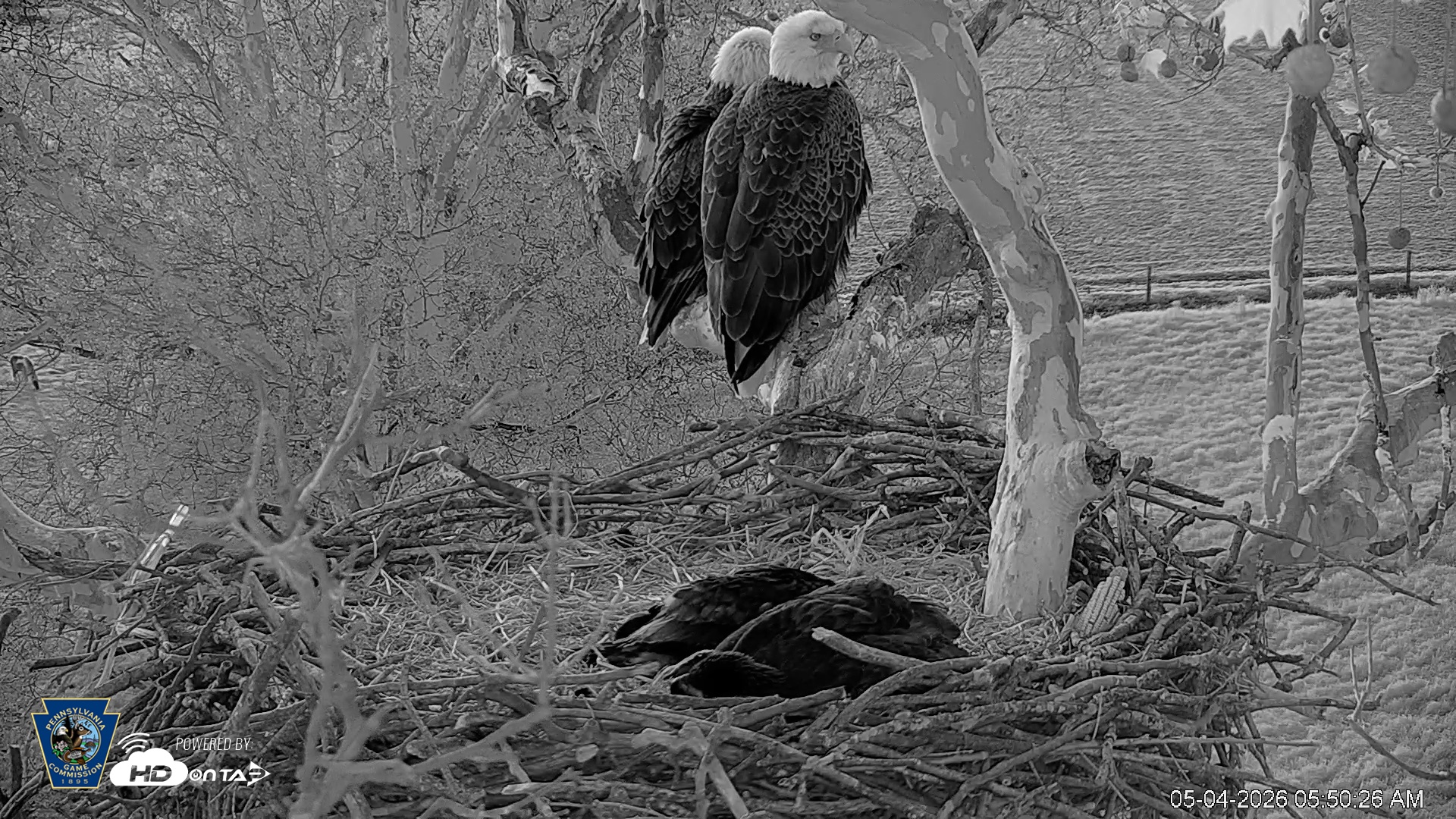 Snapshot of PA Farm Country Eagles Live Cams taken May 4, 2026, 5:52am EDT