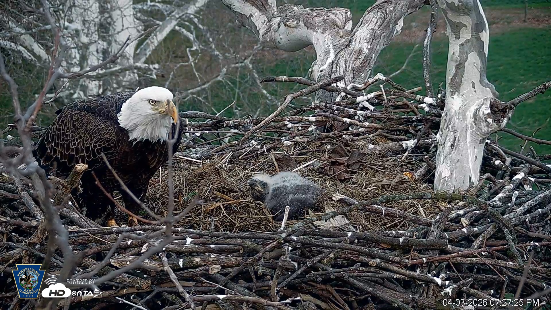 Snapshot of PA Farm Country Eagles Live Cams taken Apr 3, 2026, 7:28pm EDT