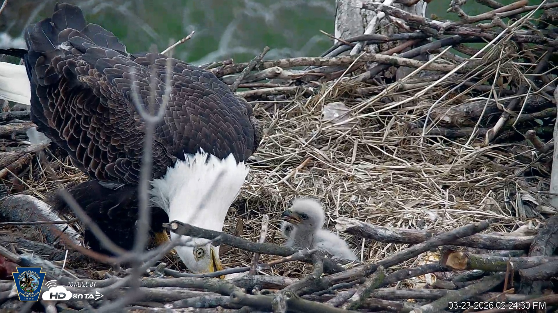 Snapshot of PA Farm Country Eagles Live Cams taken Mar 23, 2026, 2:25pm EDT