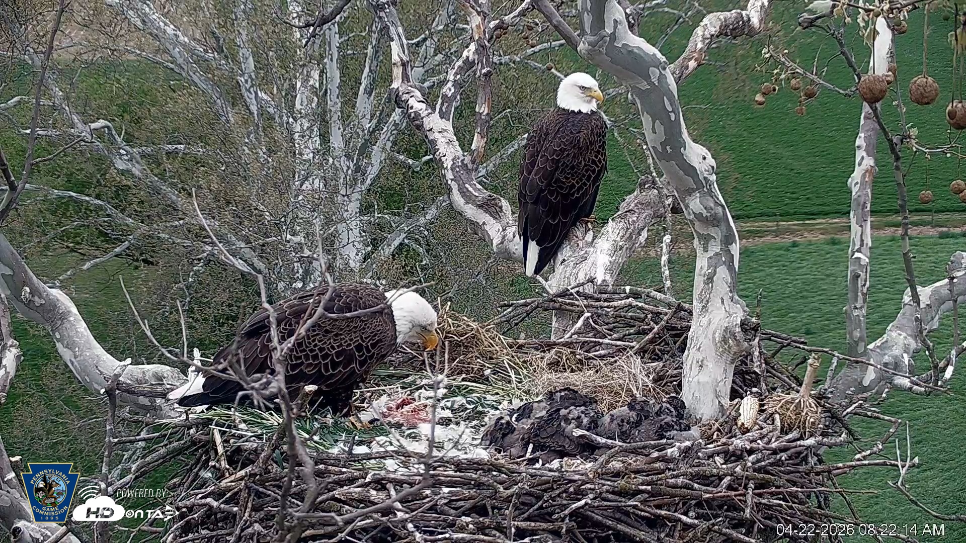 Snapshot of PA Farm Country Eagles Live Cams taken Apr 22, 2026, 8:22am EDT