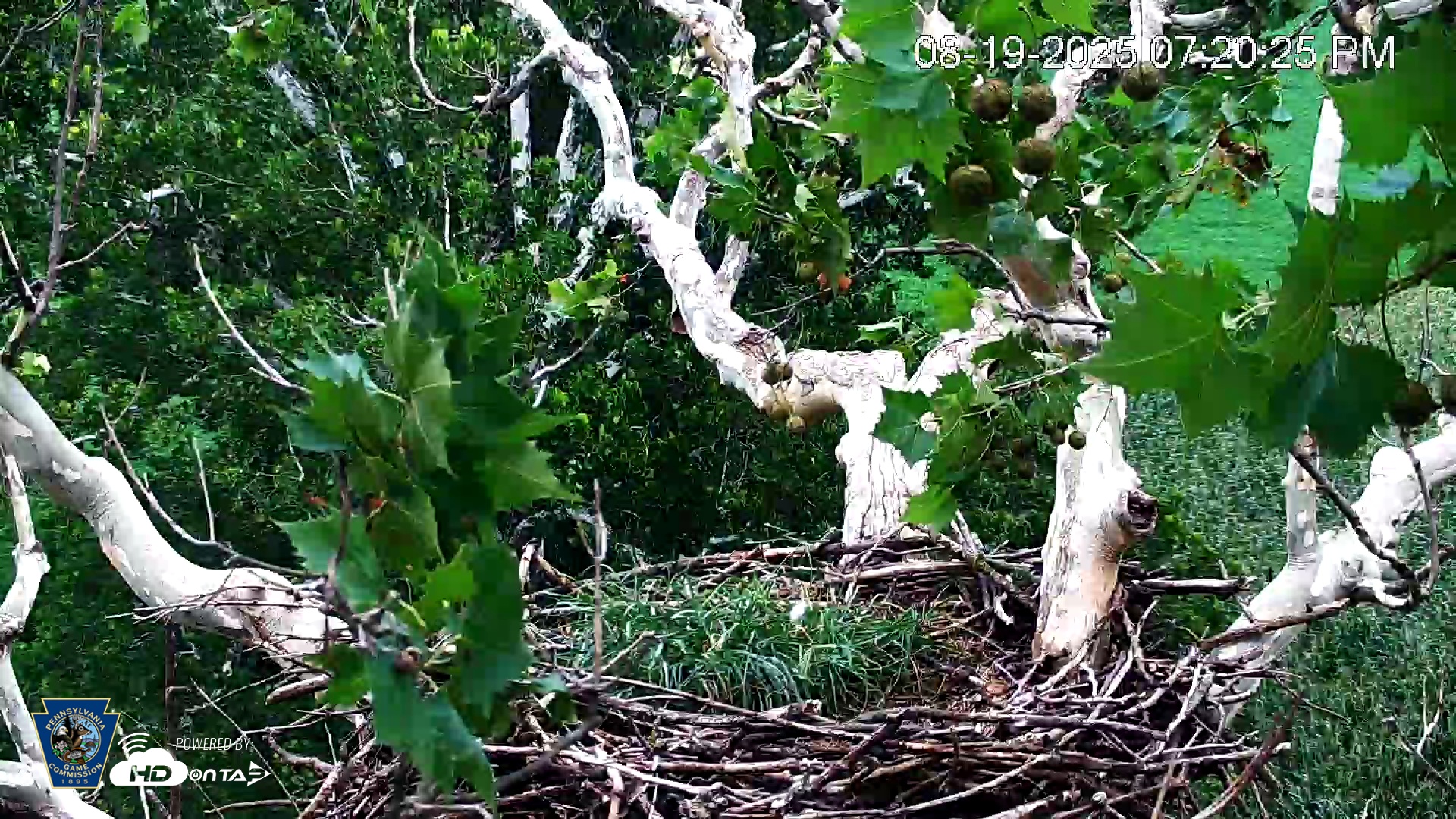 Snapshot of PA Farm Country Eagles Live Cams taken Aug 19, 2025, 7:21pm EDT