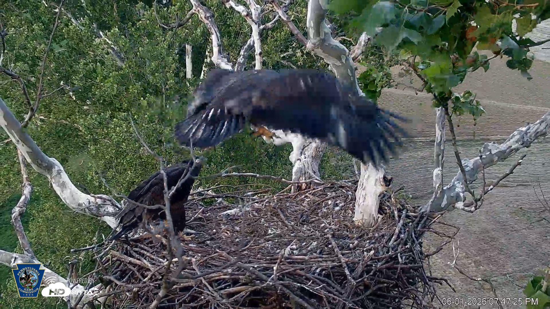Snapshot of PA Farm Country Eagles Live Cams taken Jun 1, 2026, 7:48pm EDT