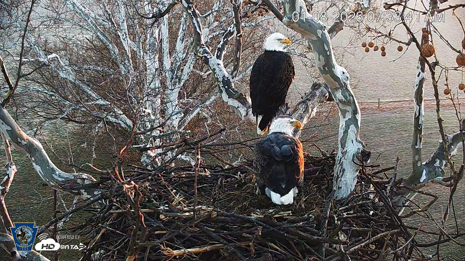 Snapshot of PA Farm Country Eagles Live Cams taken Jan 8, 2026, 7:34am EST