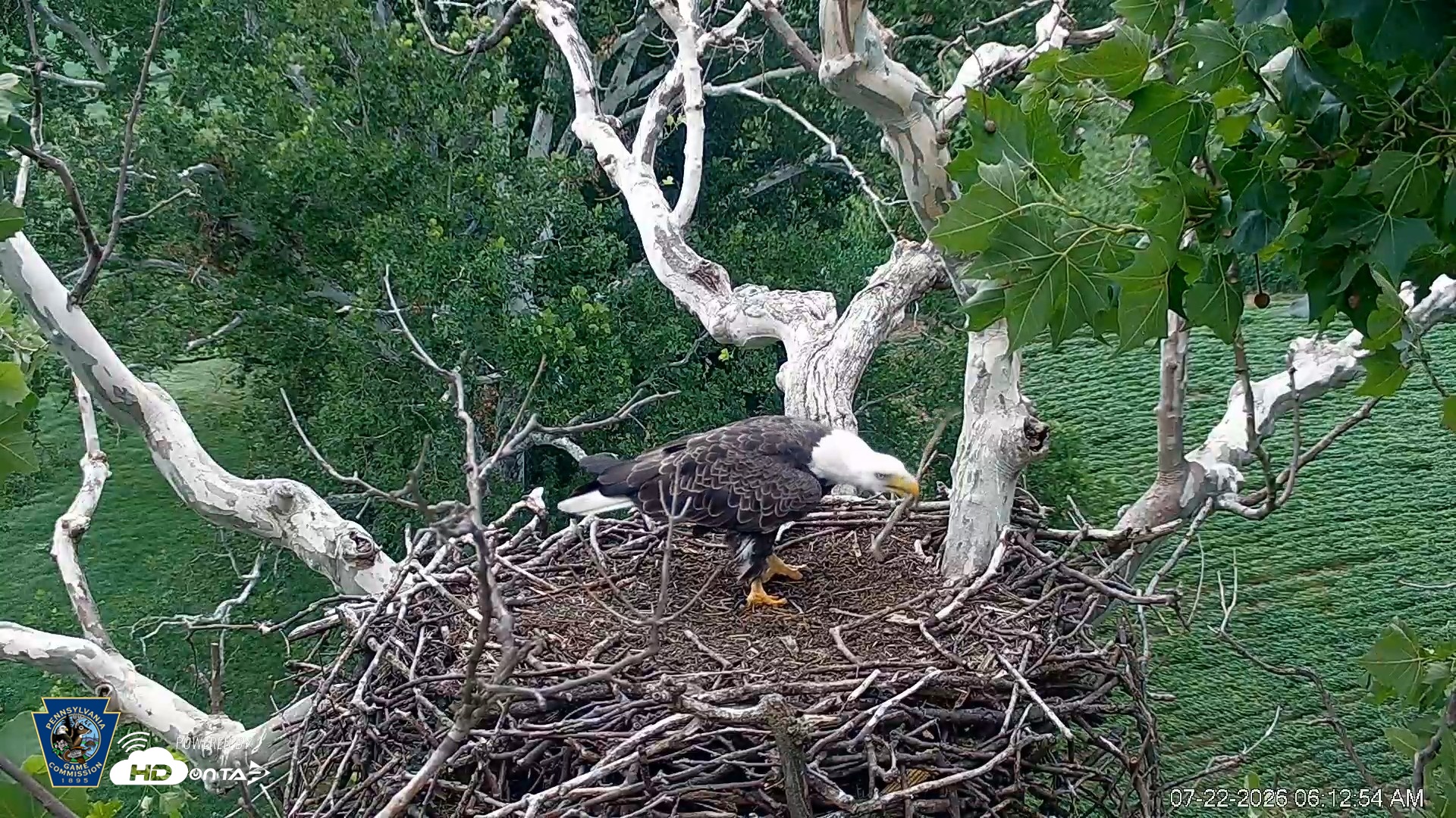 Snapshot of PA Farm Country Eagles Live Cams taken Jul 22, 2026, 6:14am EDT