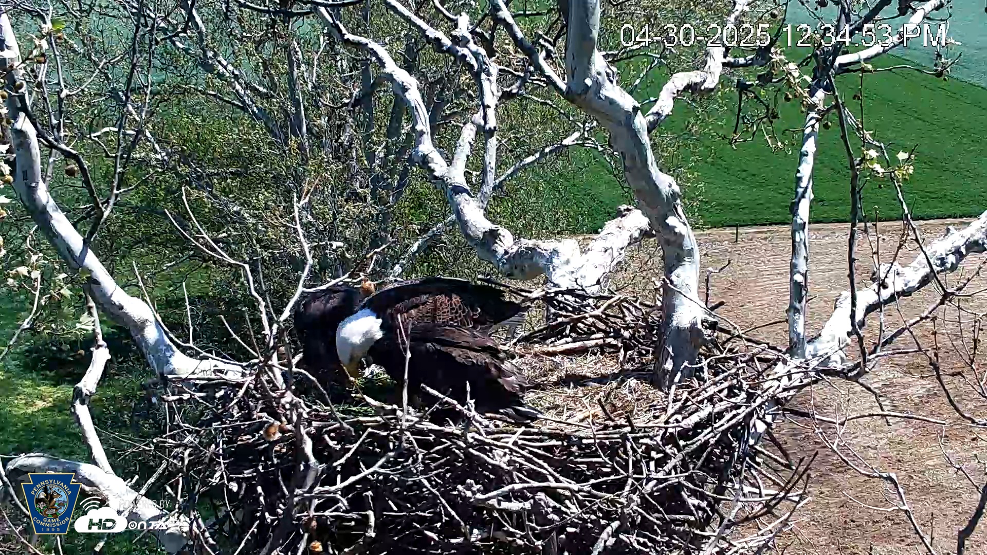 Snapshot of PA Farm Country Eagles Live Cams taken Apr 30, 2025, 12:35pm EDT