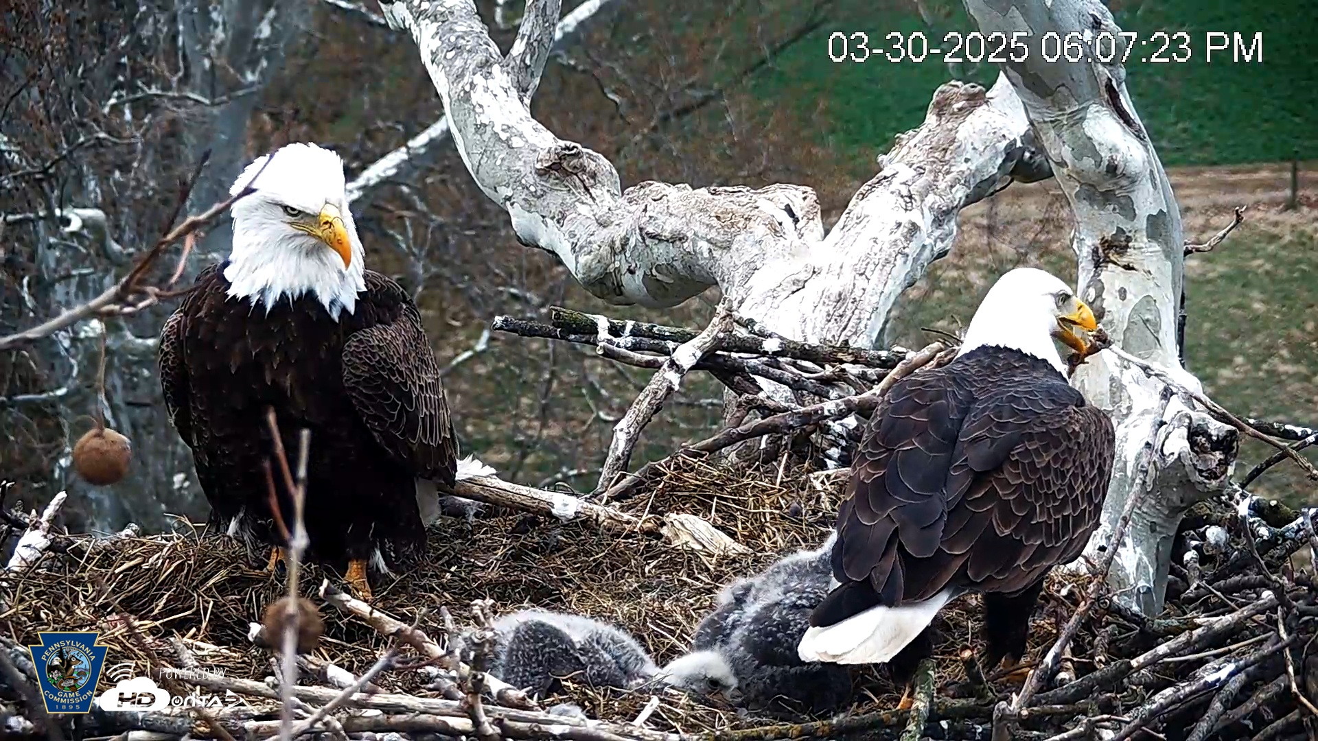 Snapshot of PA Farm Country Eagles Live Cams taken Mar 30, 2025, 6:08pm EDT